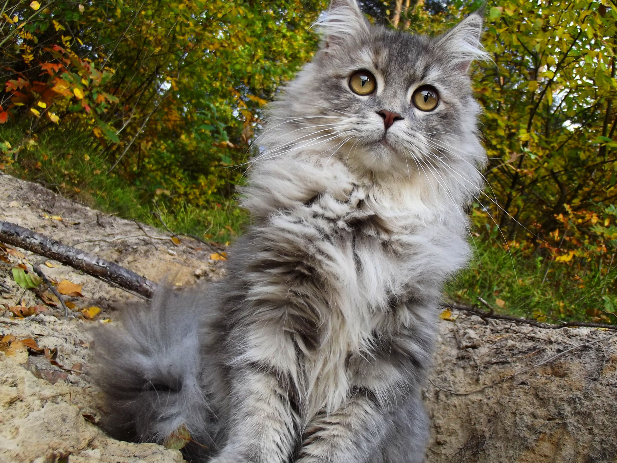 Maine Coon Wallpapers