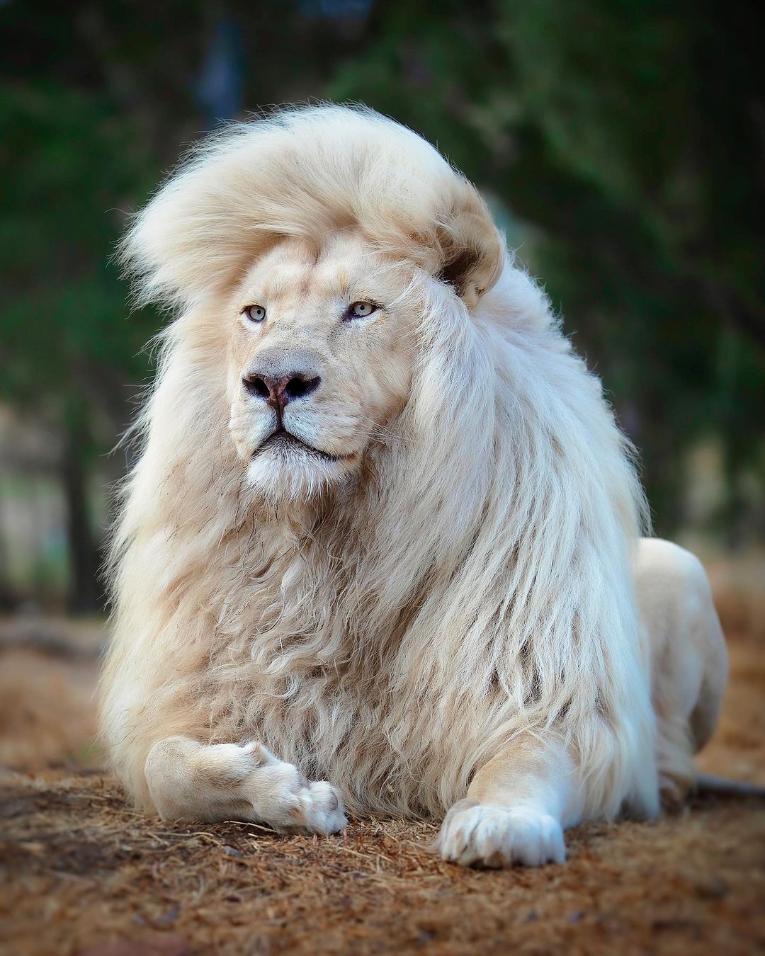 Majestic White Lion Wallpapers