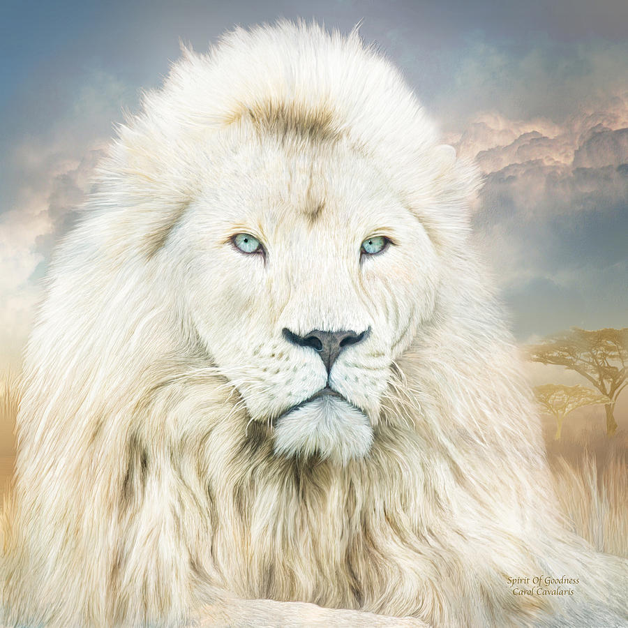 Majestic White Lion Wallpapers