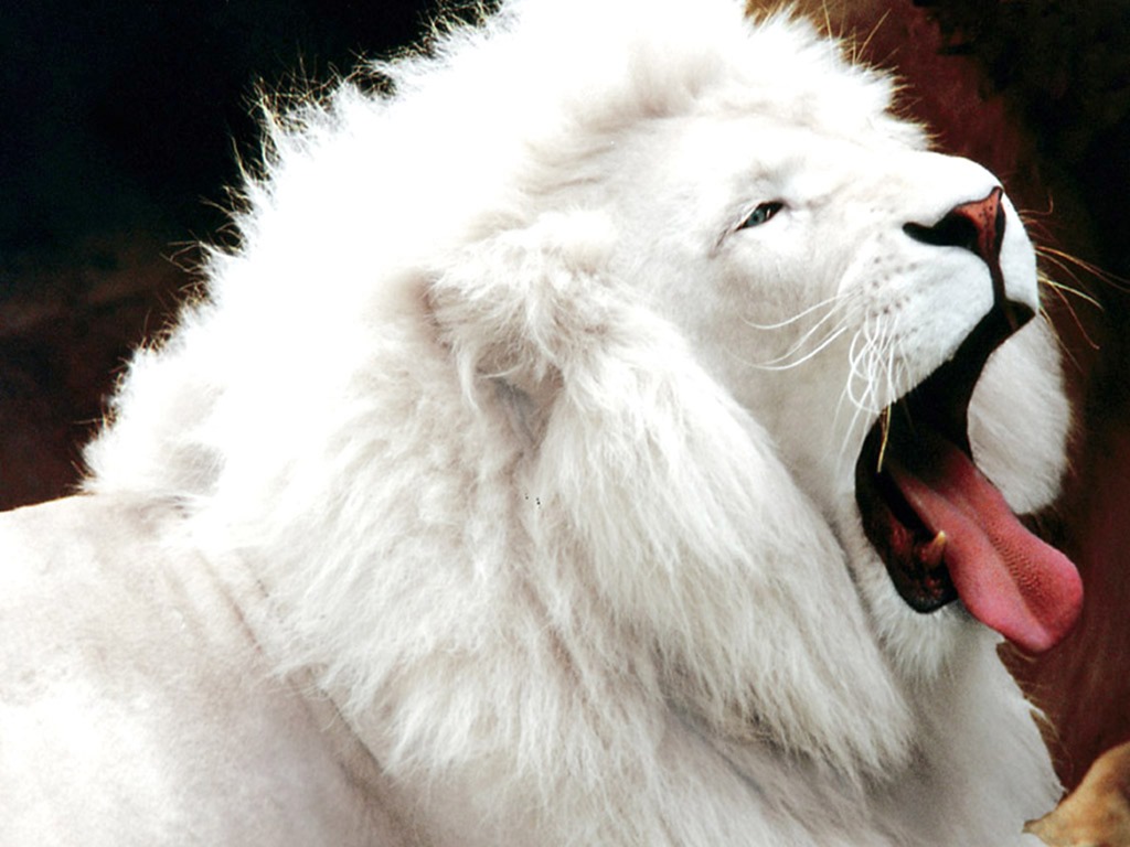 Majestic White Lion Wallpapers