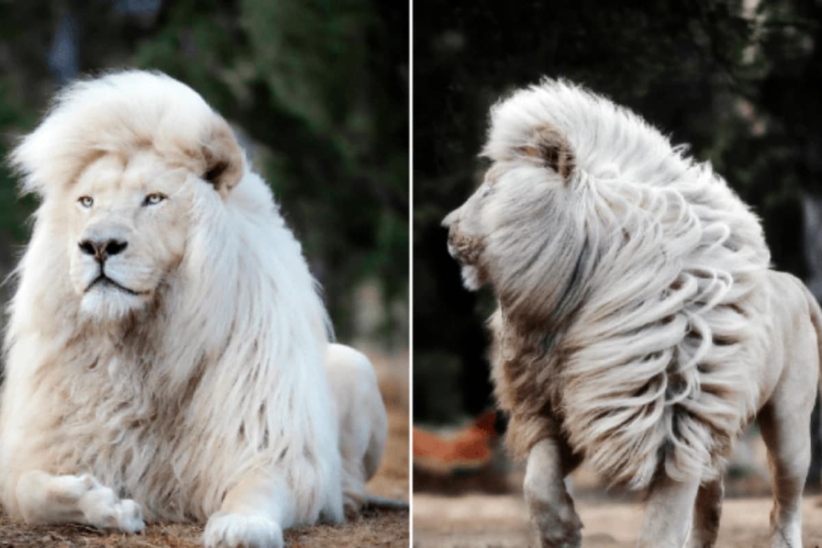 Majestic White Lion Wallpapers