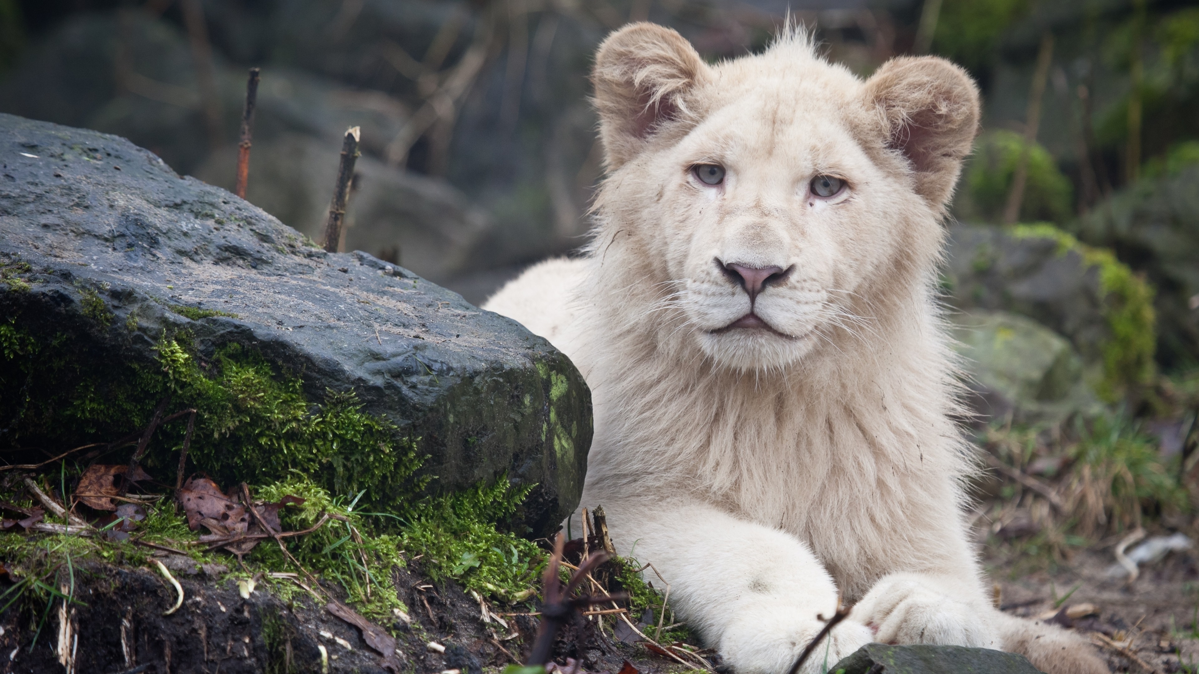 Majestic White Lion Wallpapers