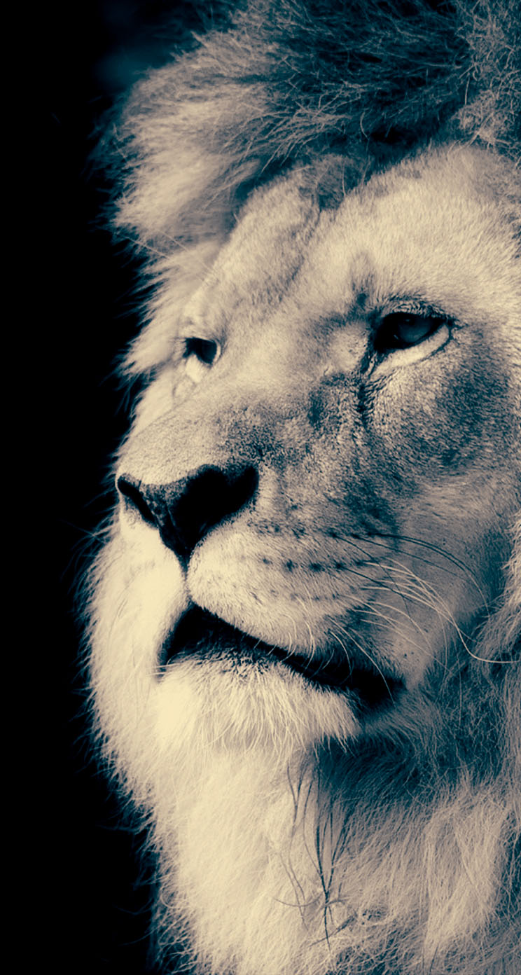 Majestic White Lion Wallpapers