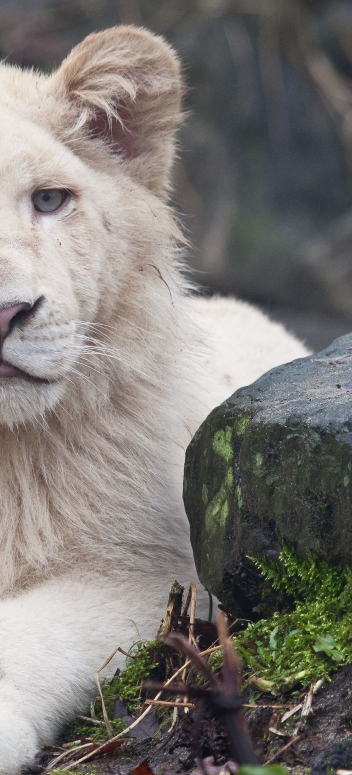 Majestic White Lion Wallpapers