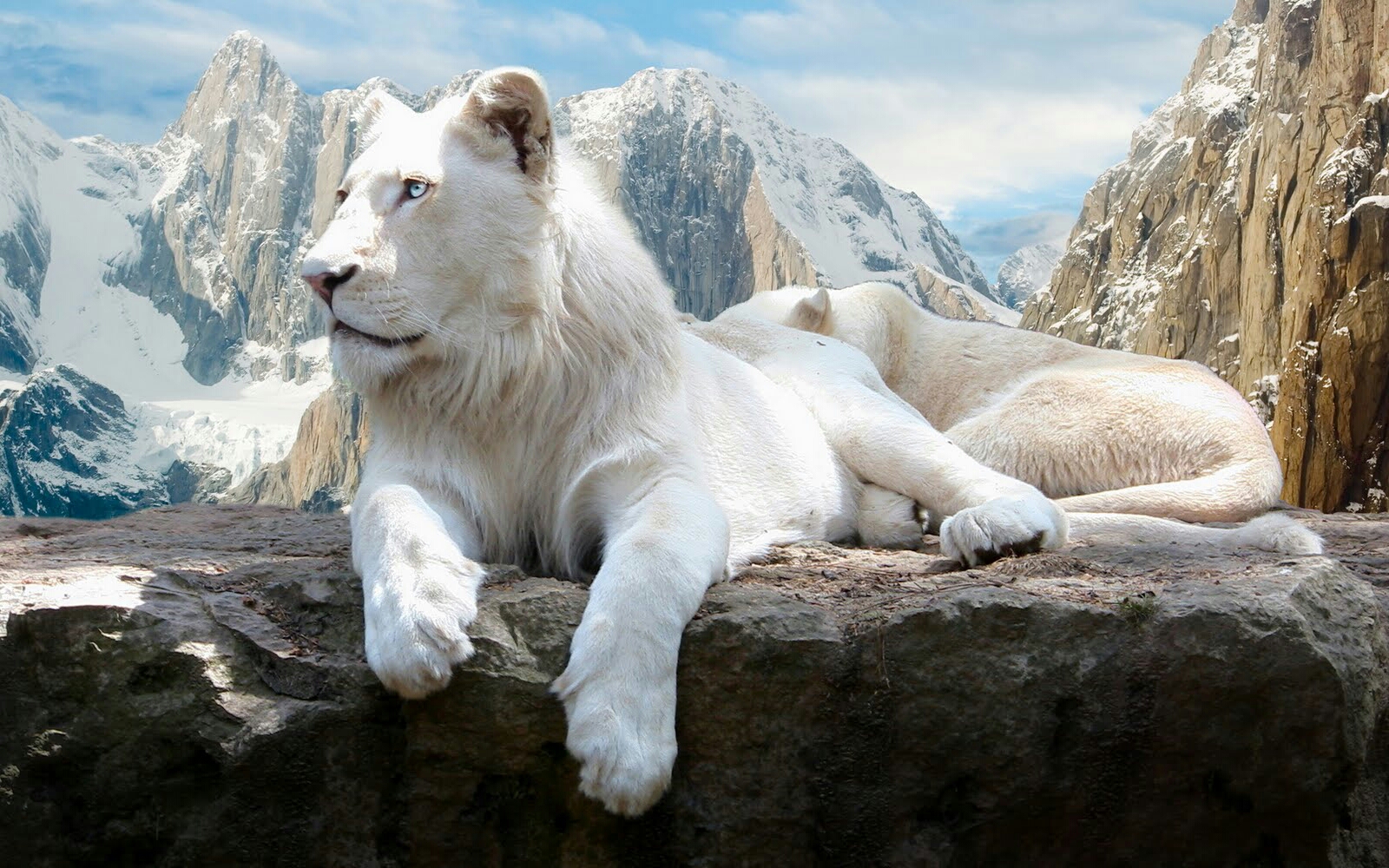 Majestic White Lion Wallpapers