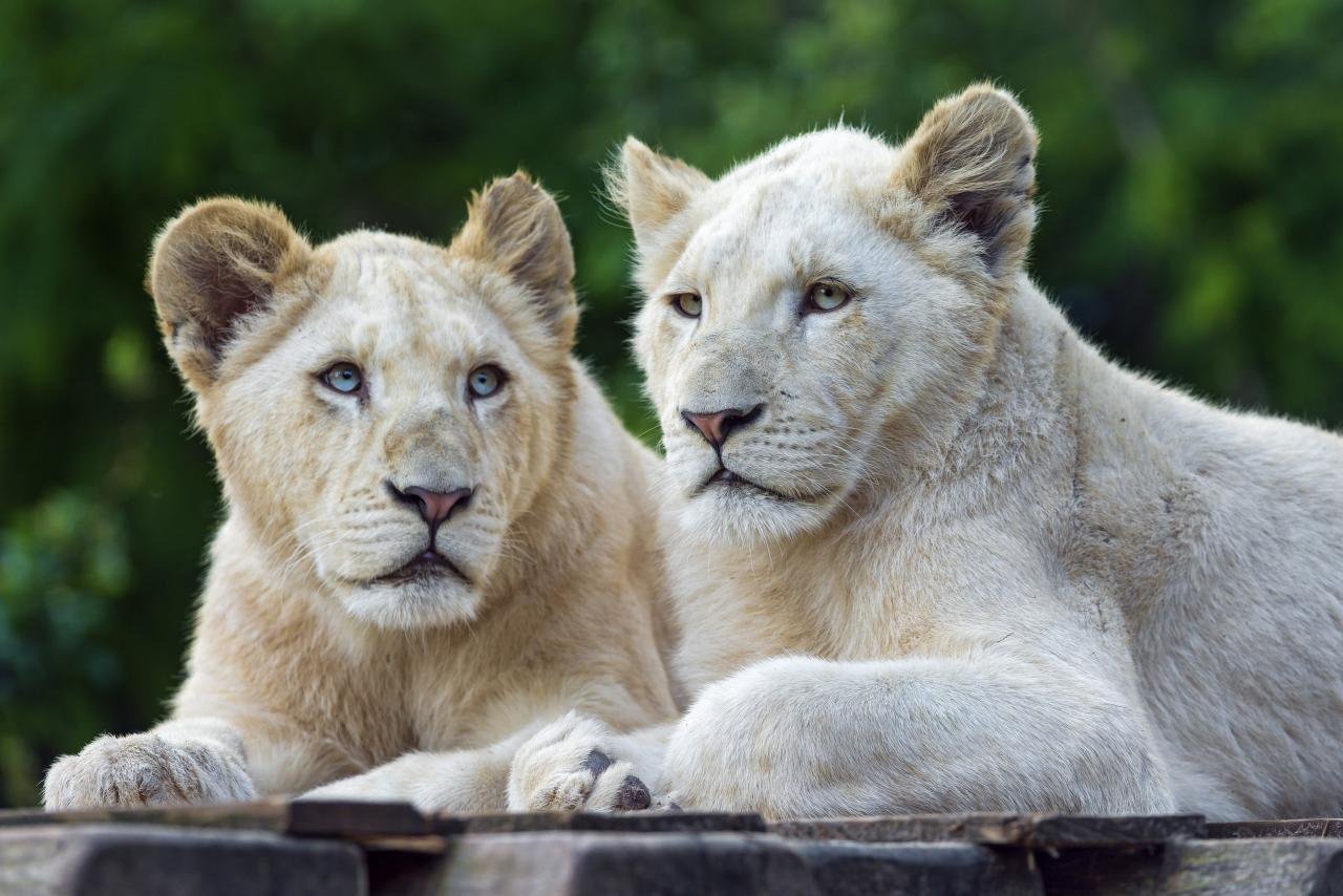 Majestic White Lion Wallpapers