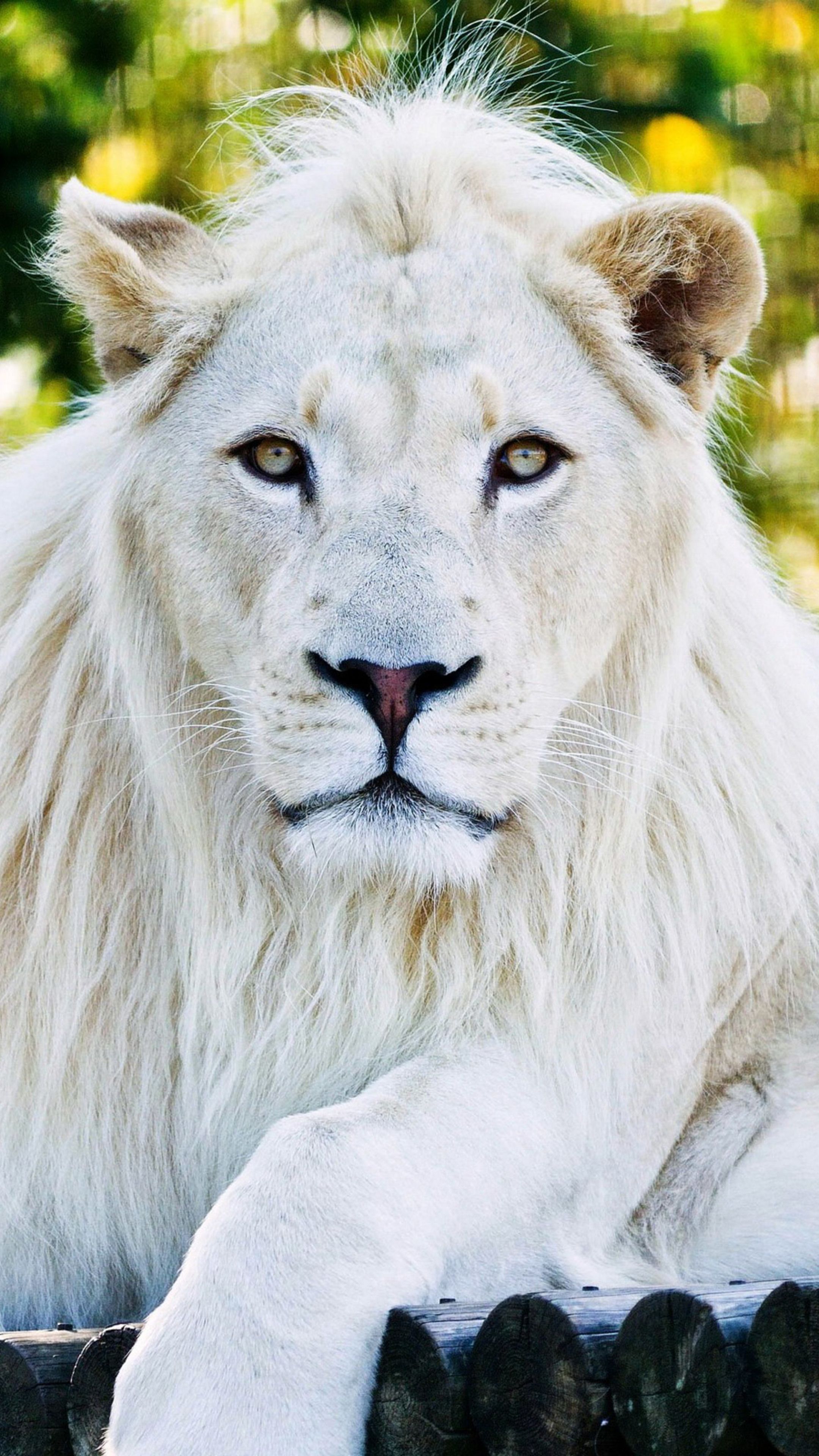 Majestic White Lion Wallpapers