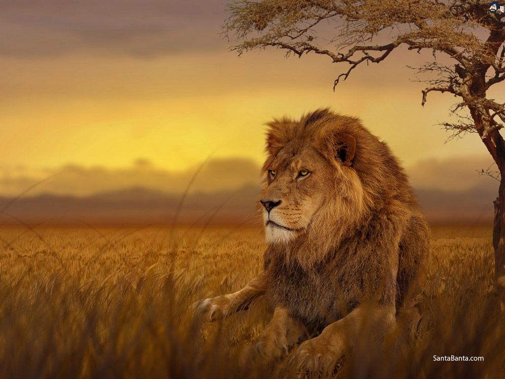 Majestic White Lion Wallpapers