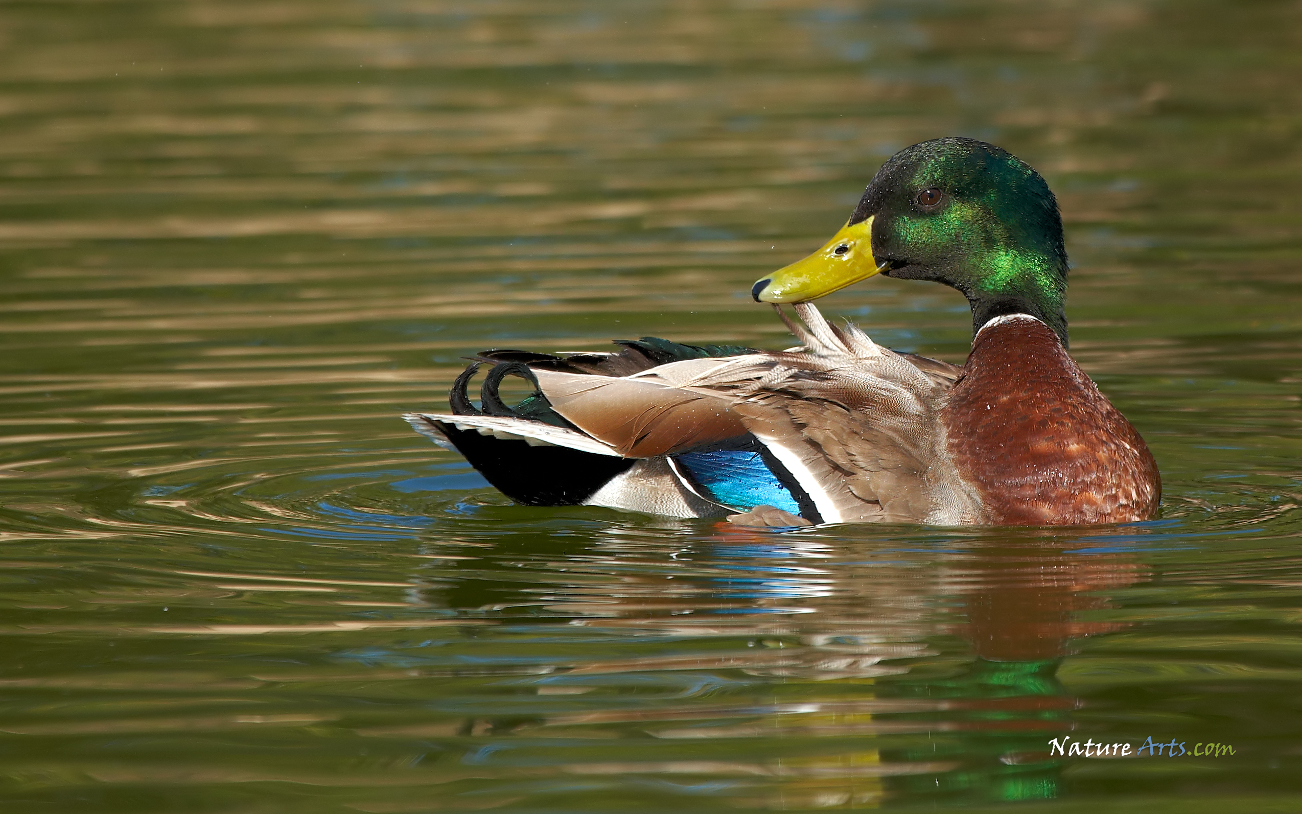 Mallard Wallpapers