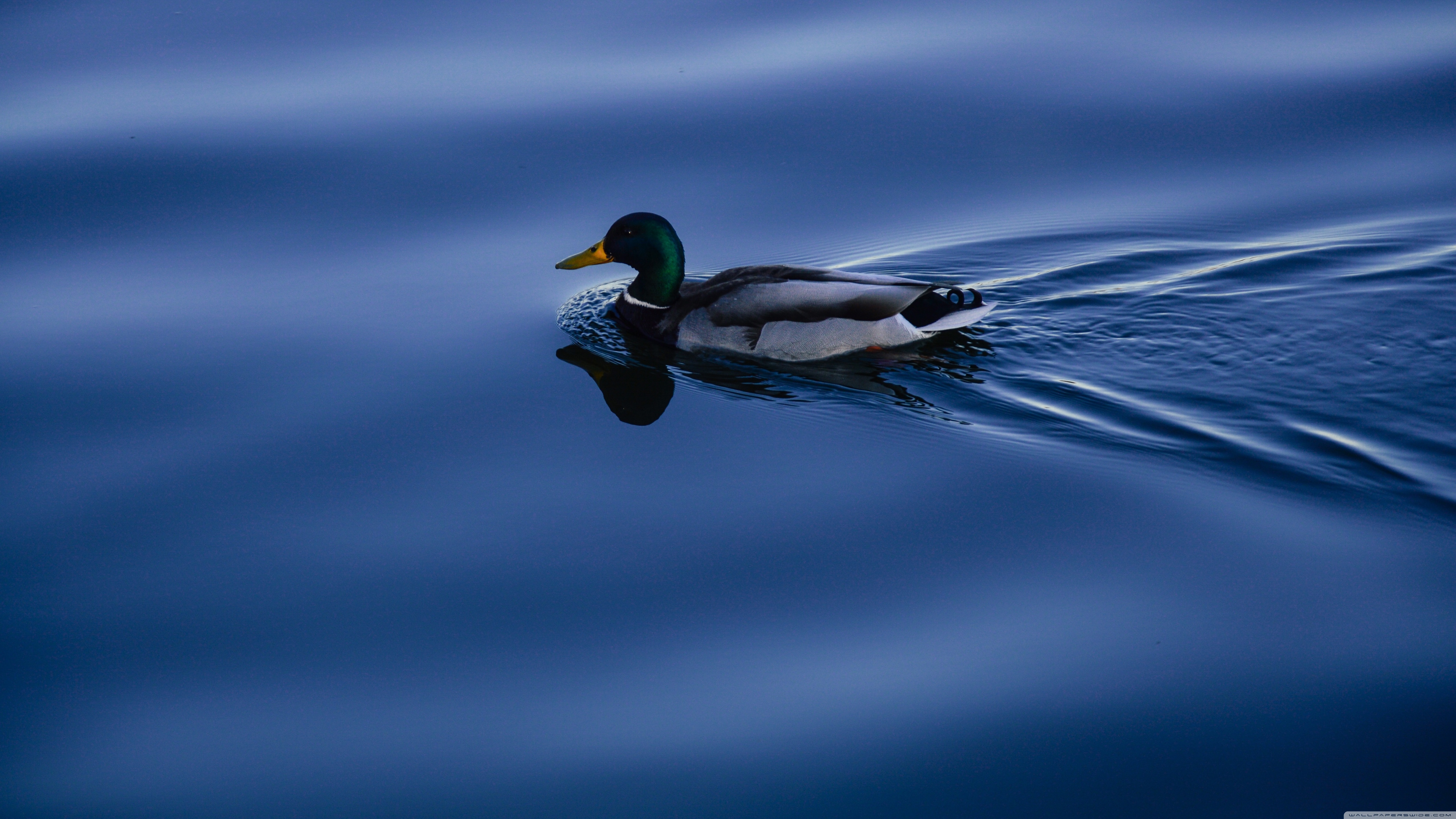 Mallard Wallpapers