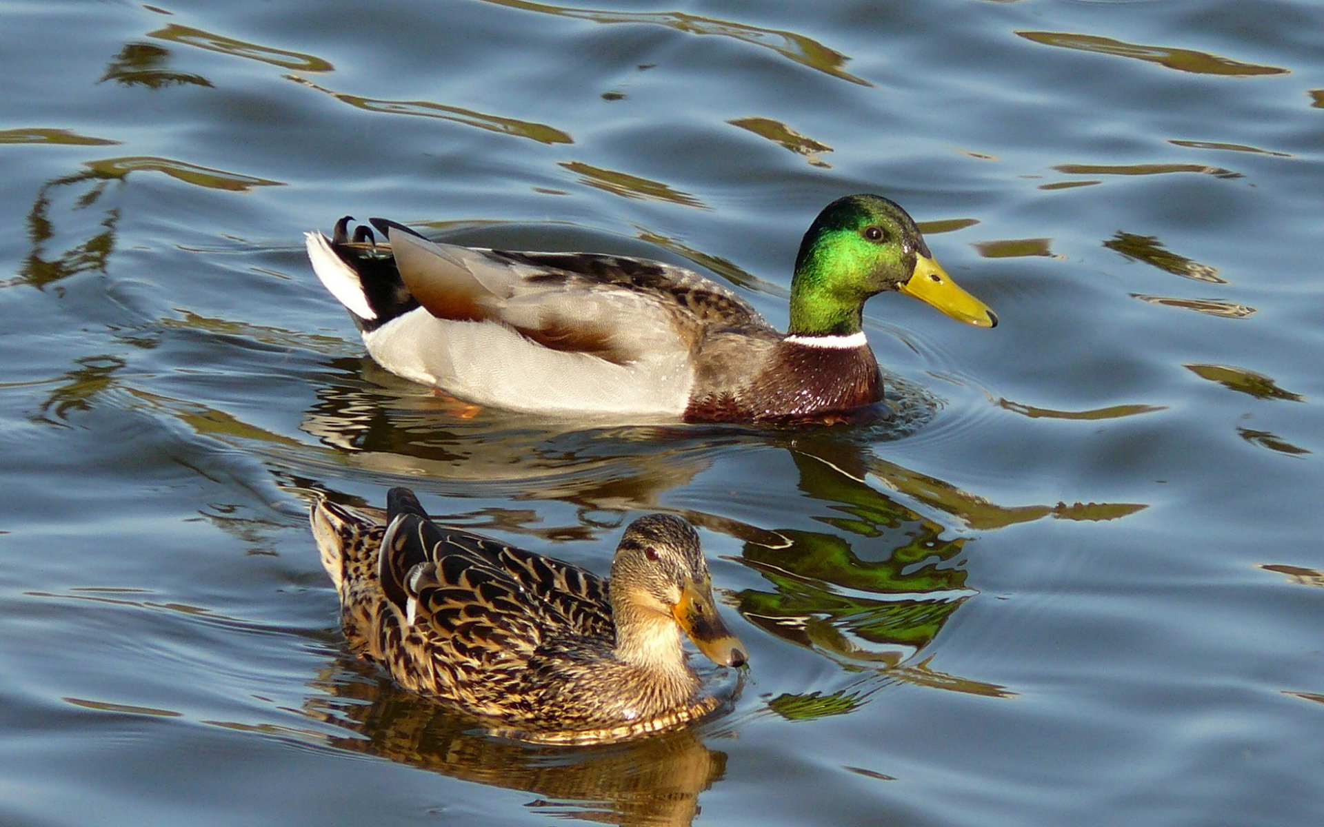 Mallard Wallpapers