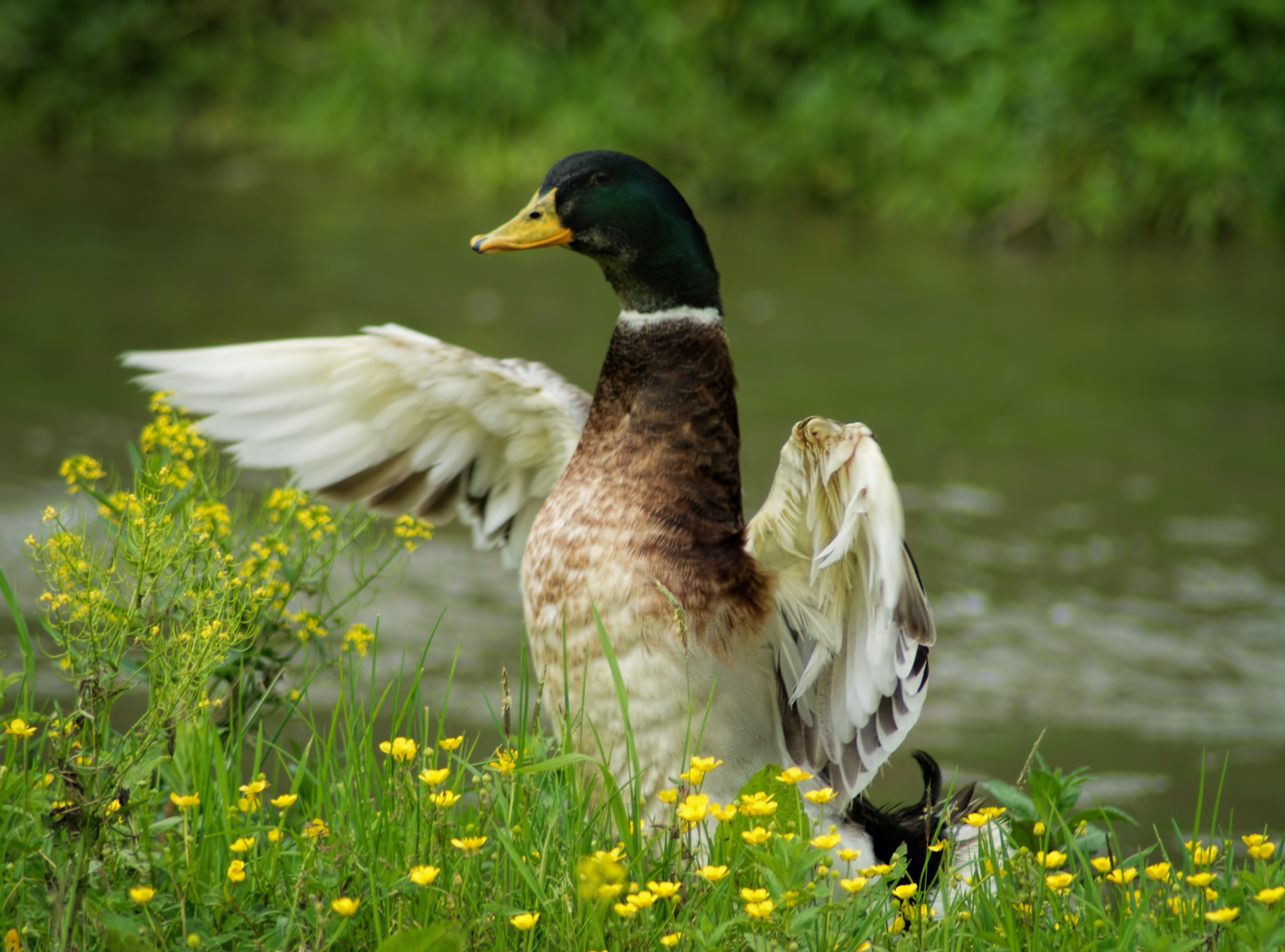 Mallard Wallpapers