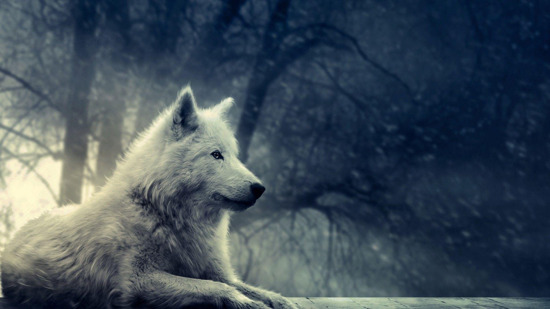 Man Riding A White Wolf
 Wallpapers