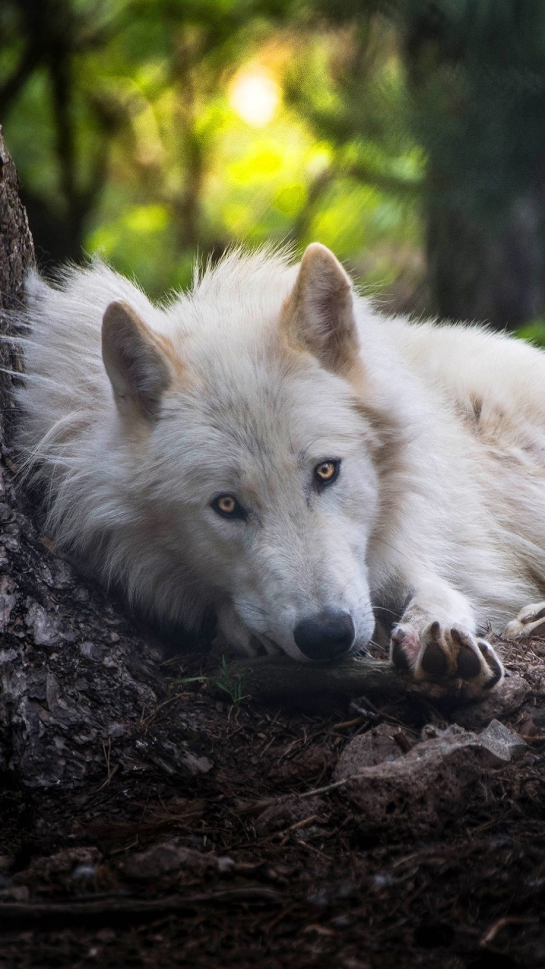 Man Riding A White Wolf
 Wallpapers