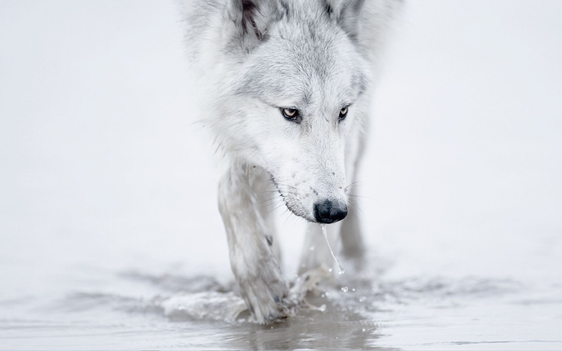 Man Riding A White Wolf
 Wallpapers