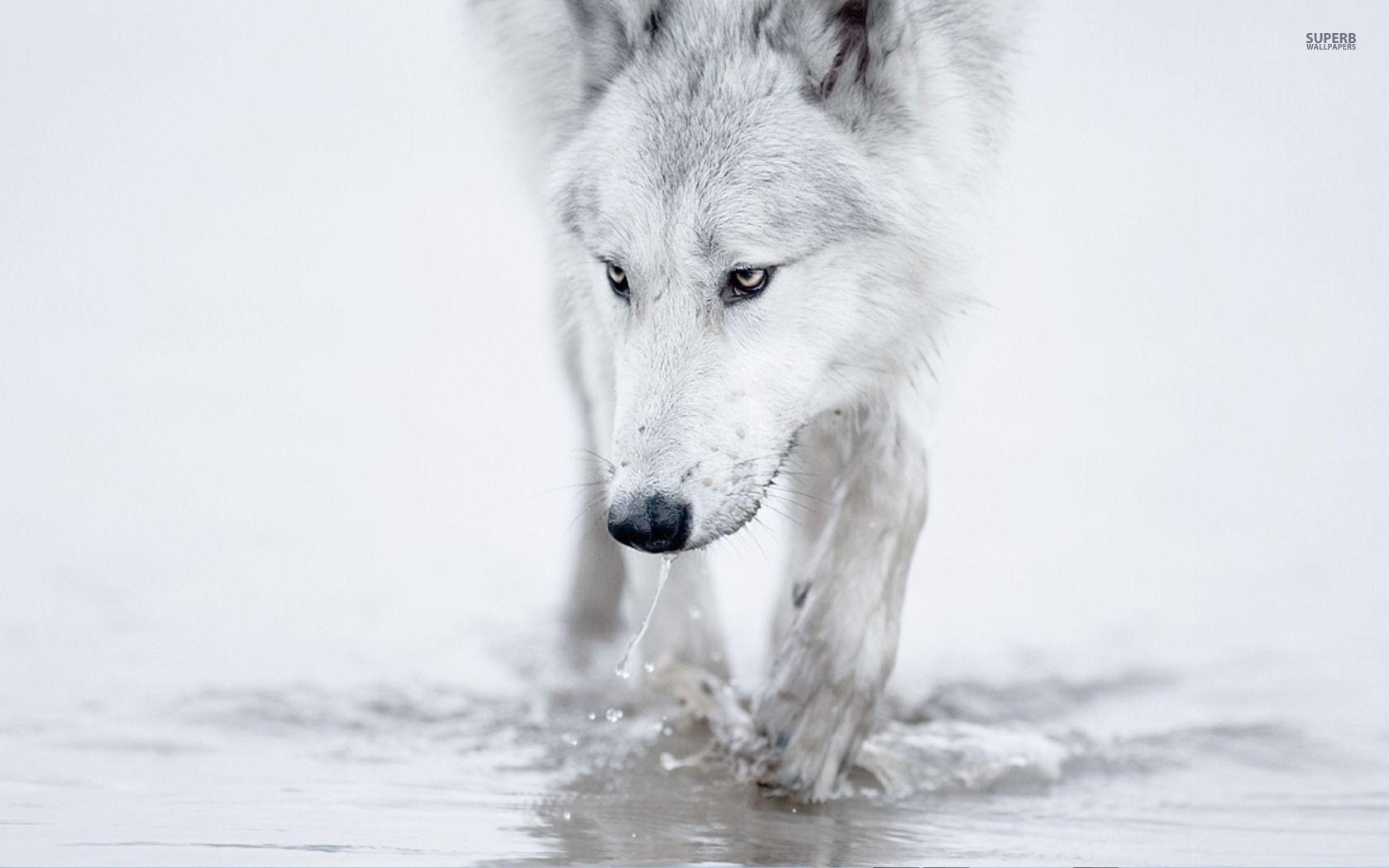 Man Riding A White Wolf
 Wallpapers