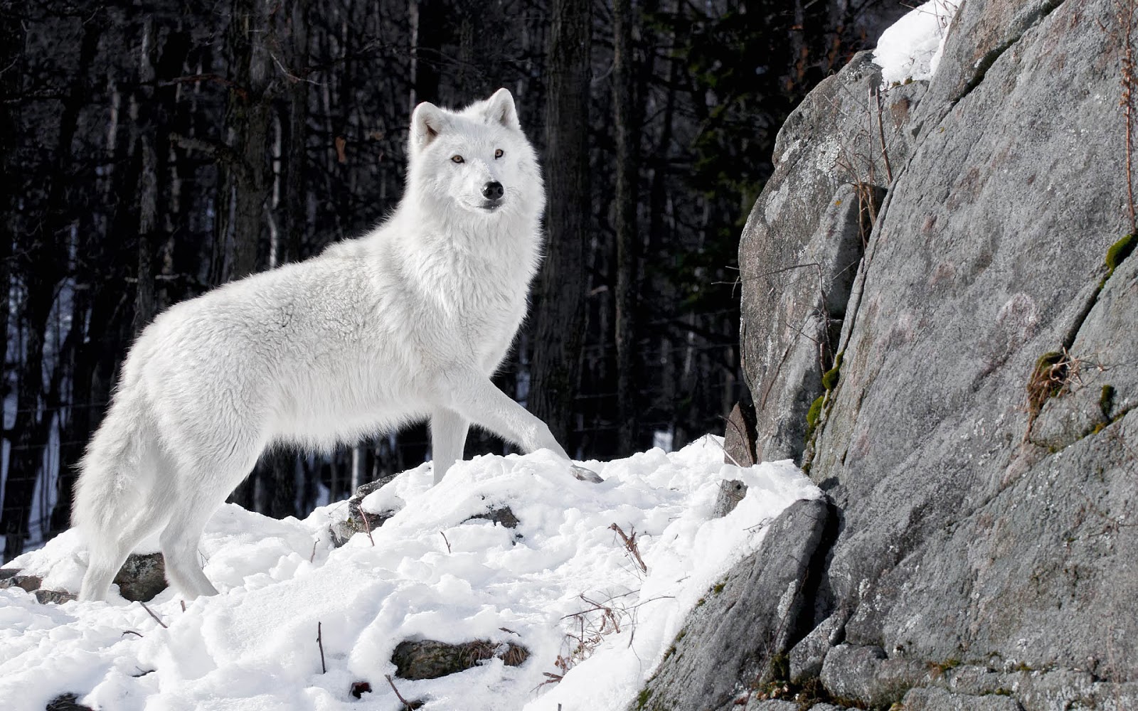 Man Riding A White Wolf
 Wallpapers