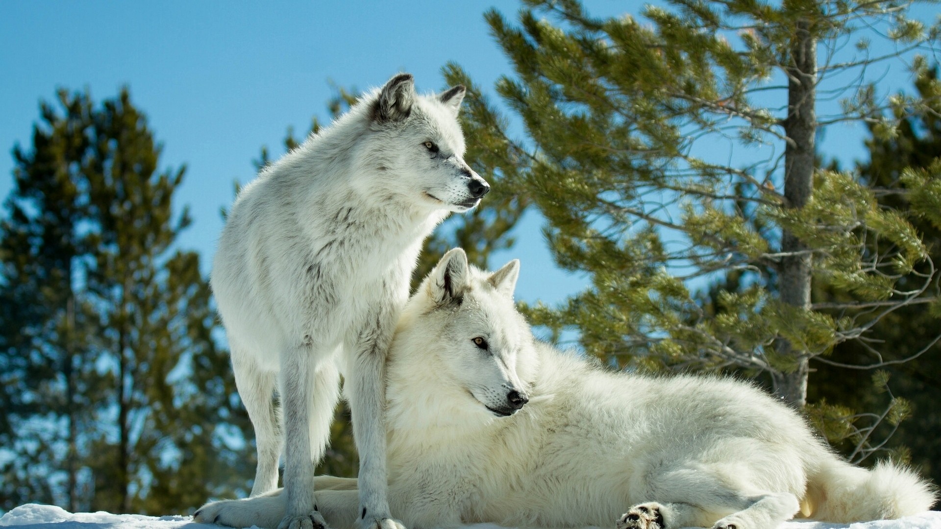 Man Riding A White Wolf
 Wallpapers