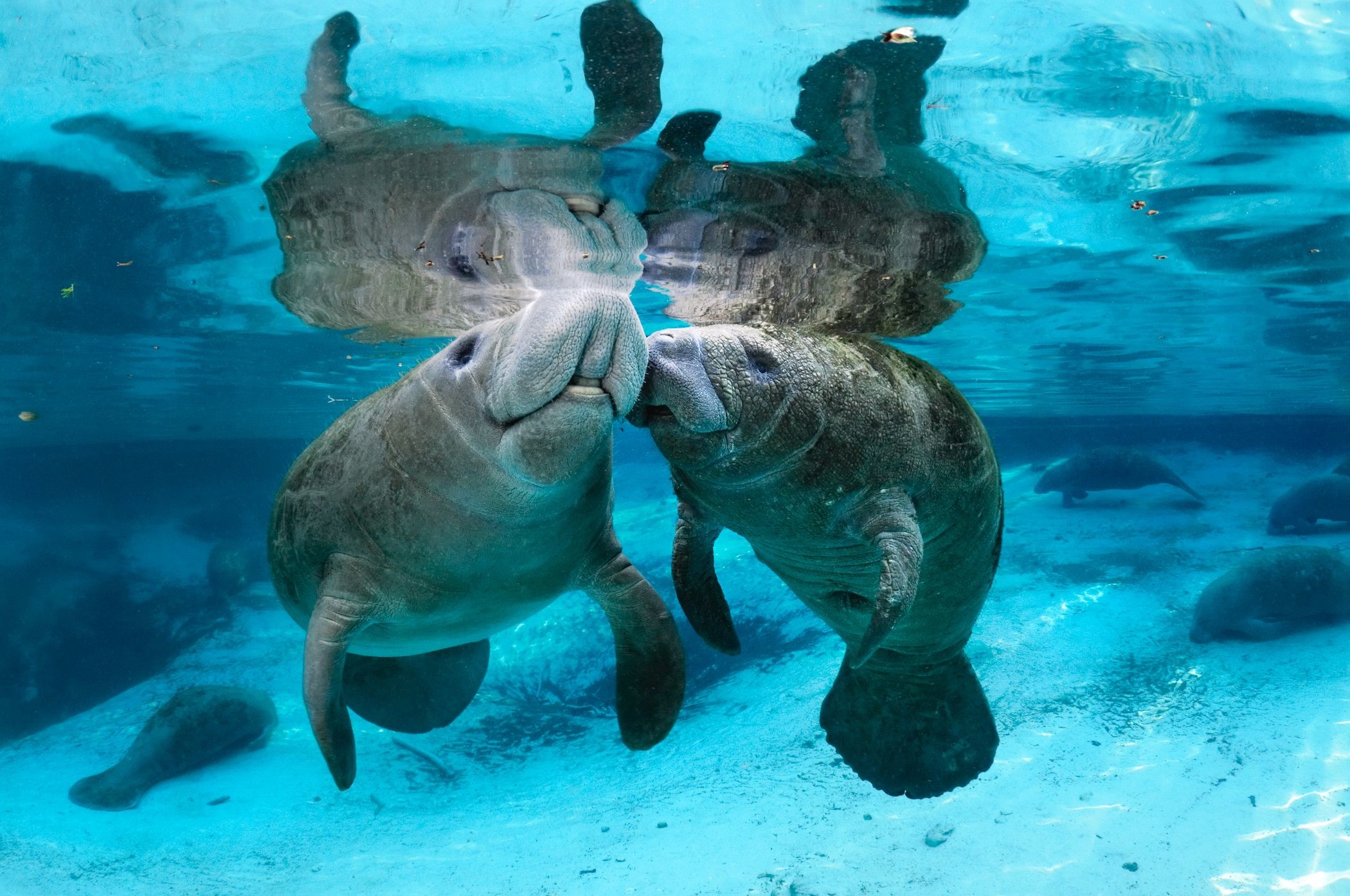 Manatee Wallpapers