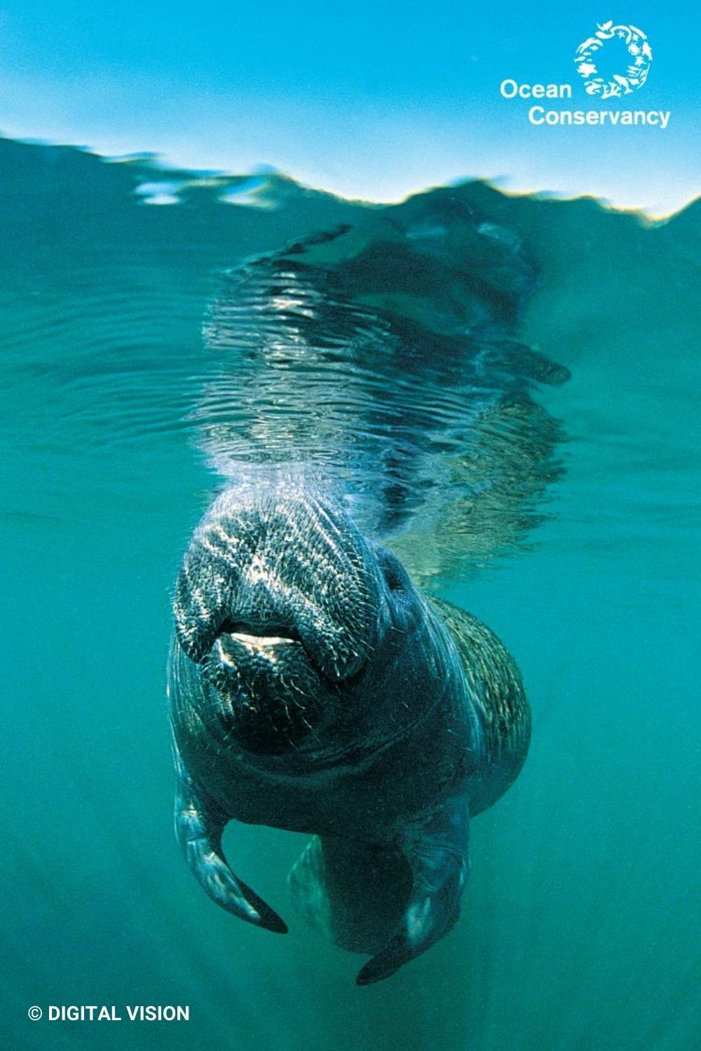 Manatee Wallpapers