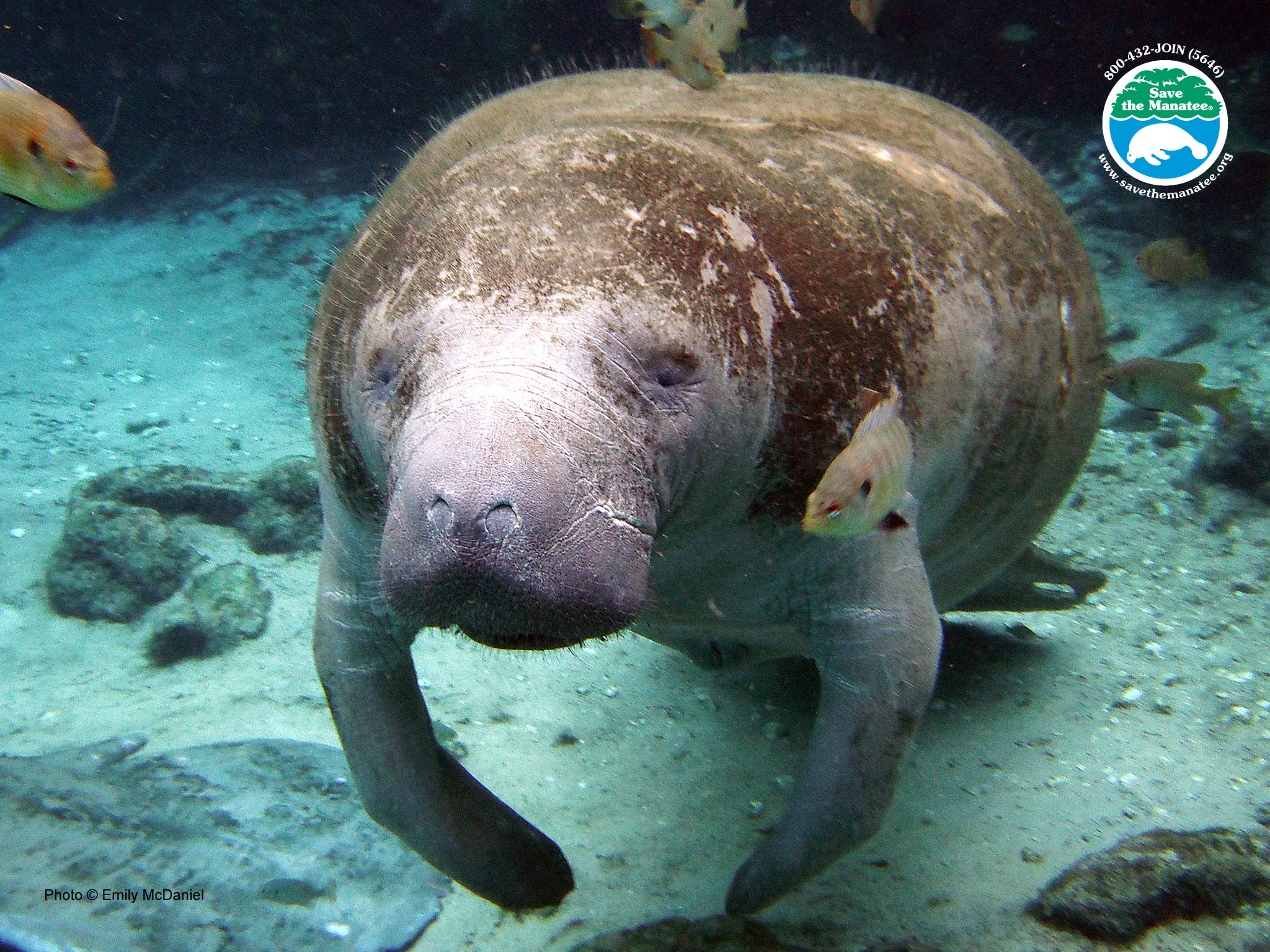 Manatee Wallpapers