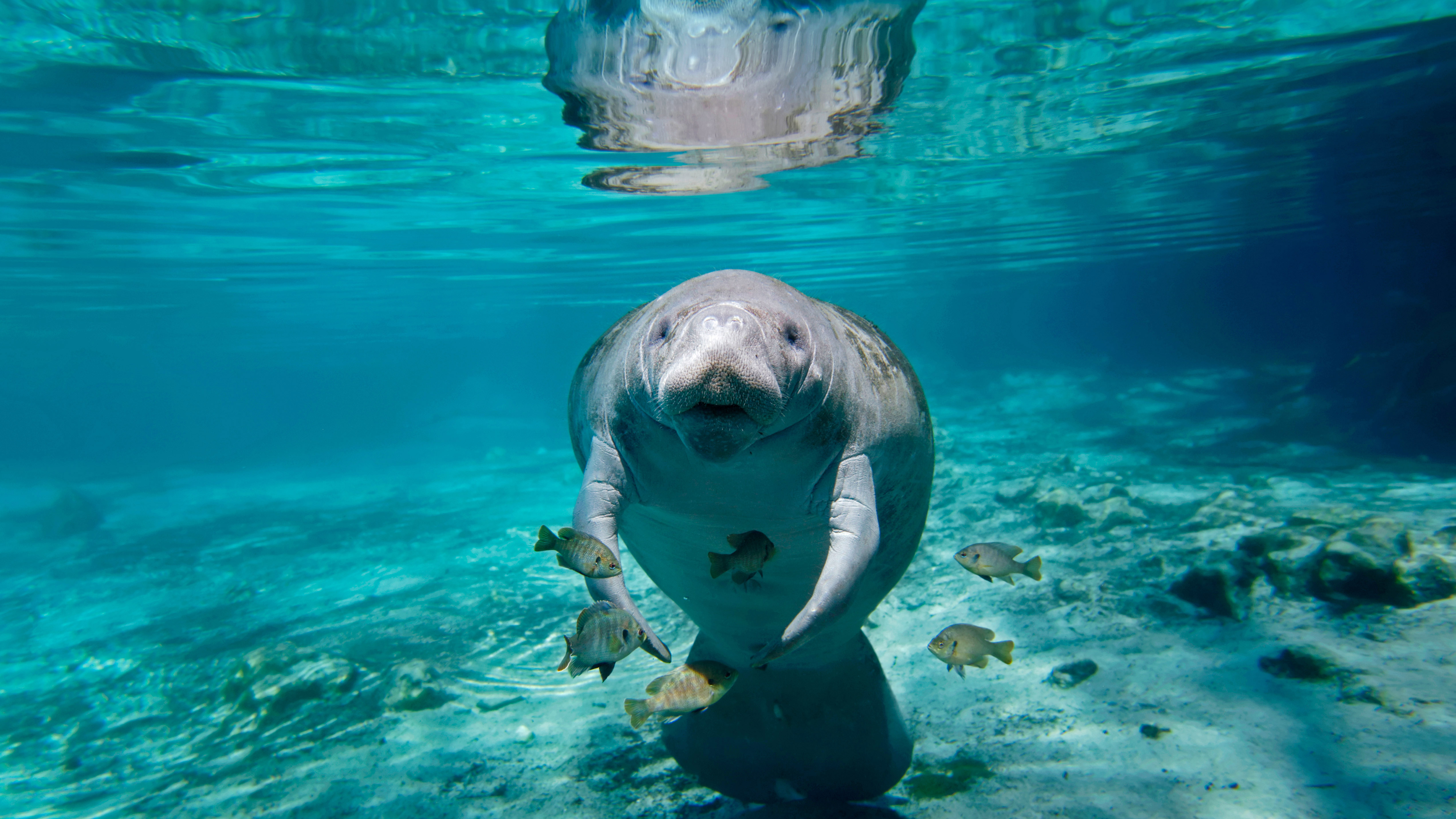 Manatee Wallpapers