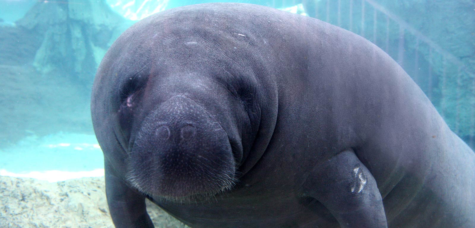 Manatee Wallpapers