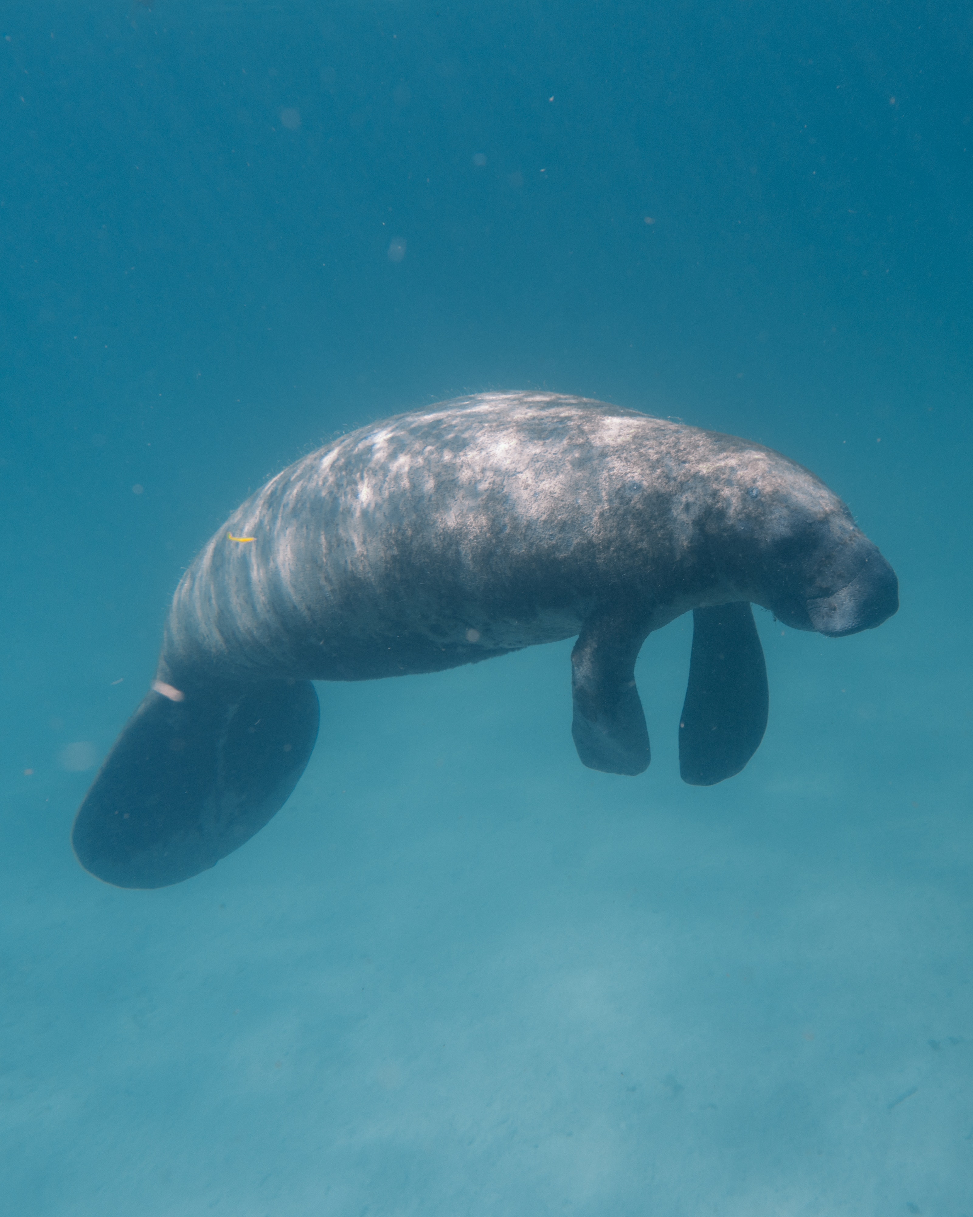 Manatee Wallpapers