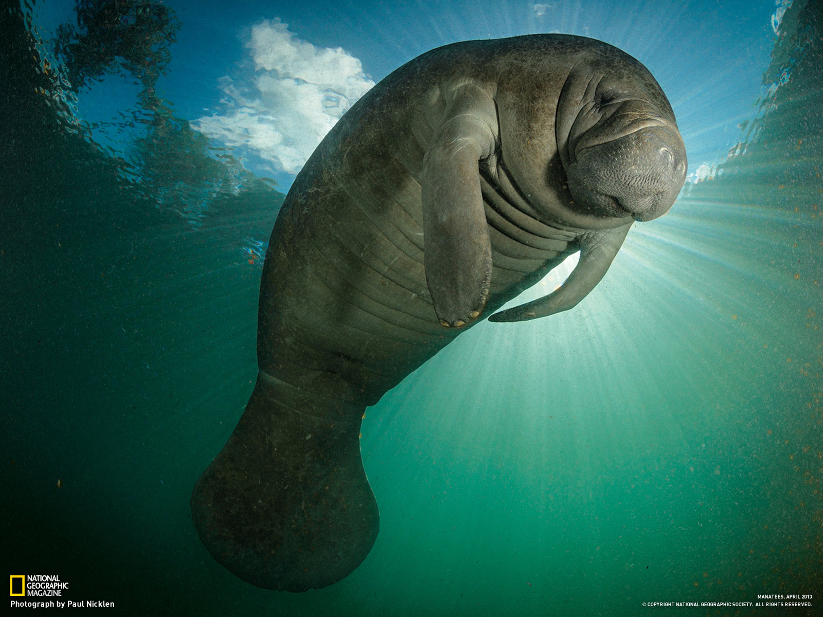 Manatee Wallpapers