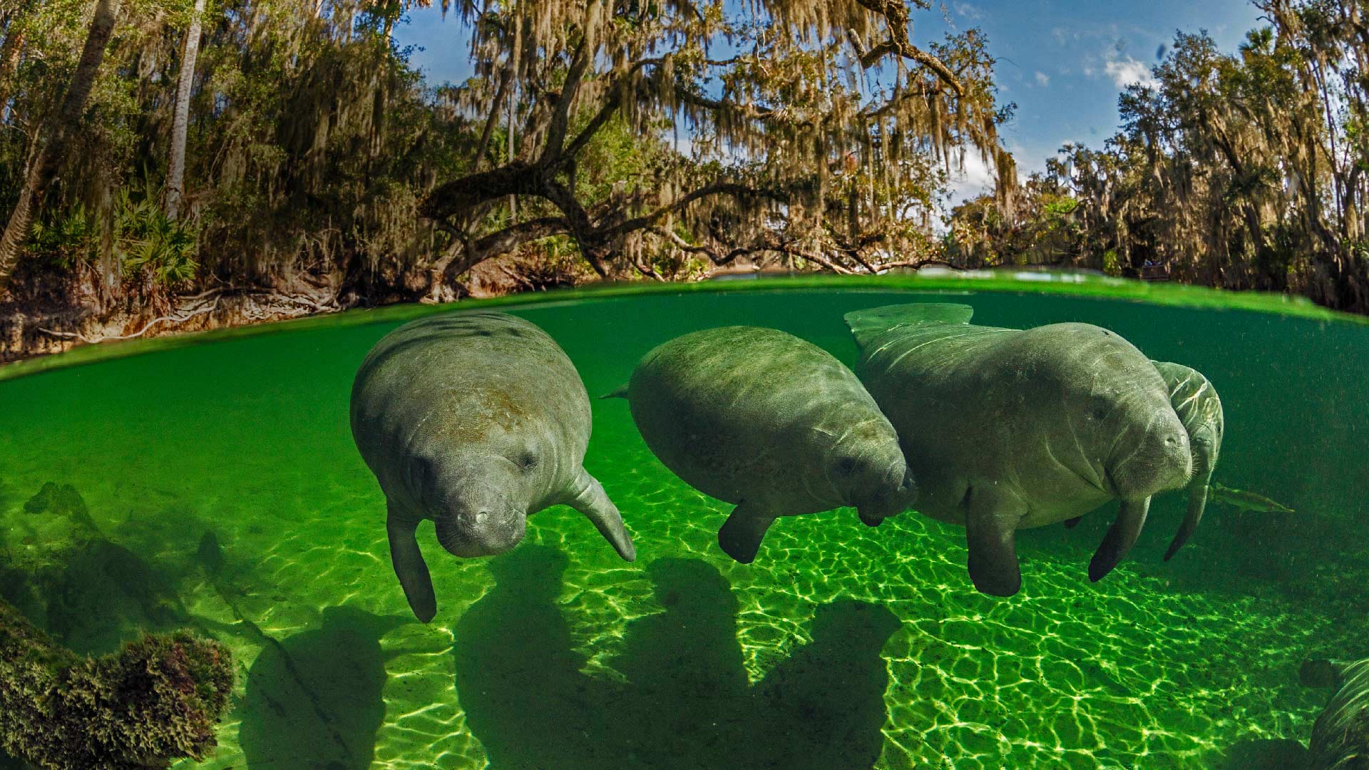 Manatee Wallpapers