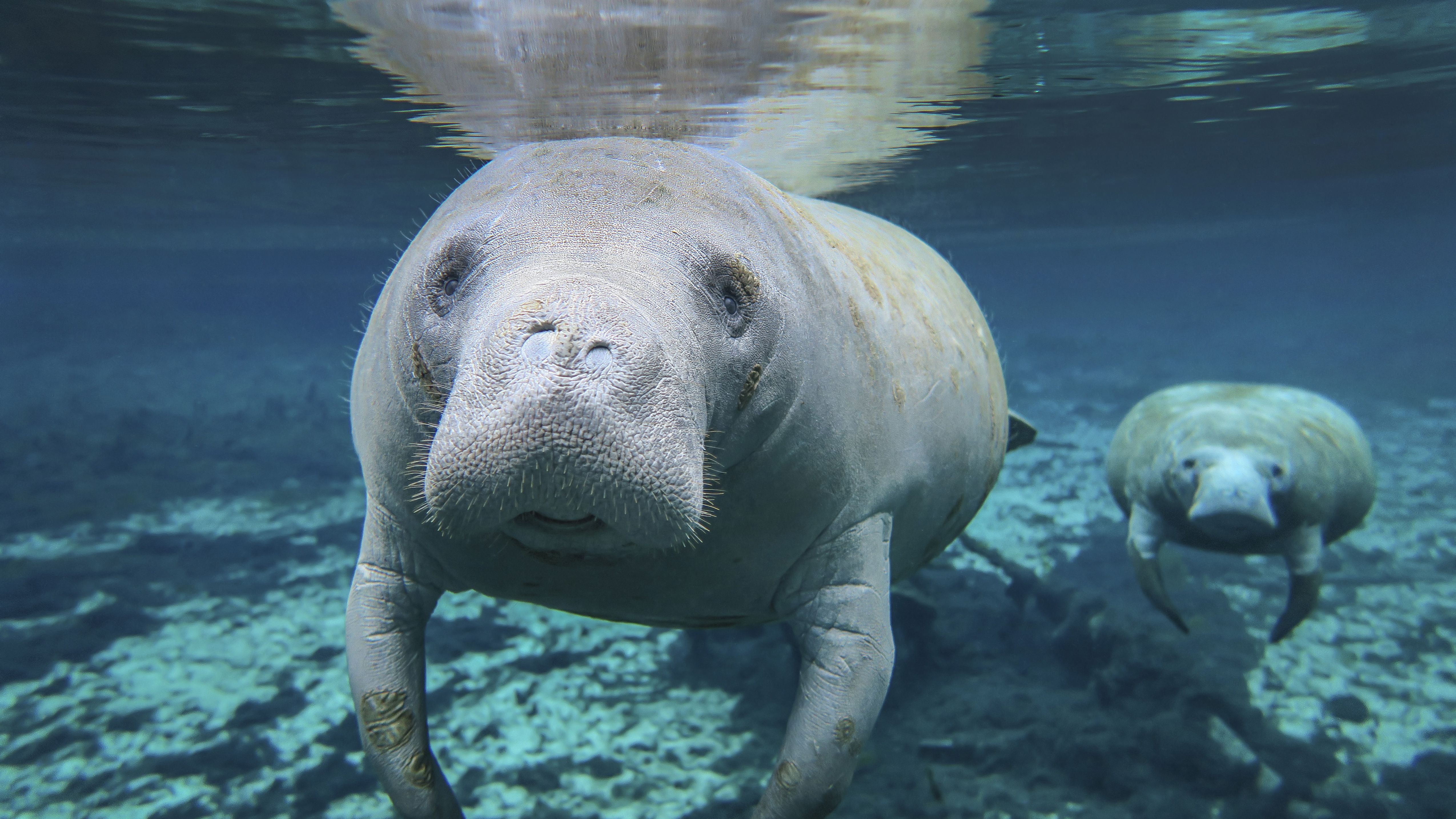 Manatee Wallpapers