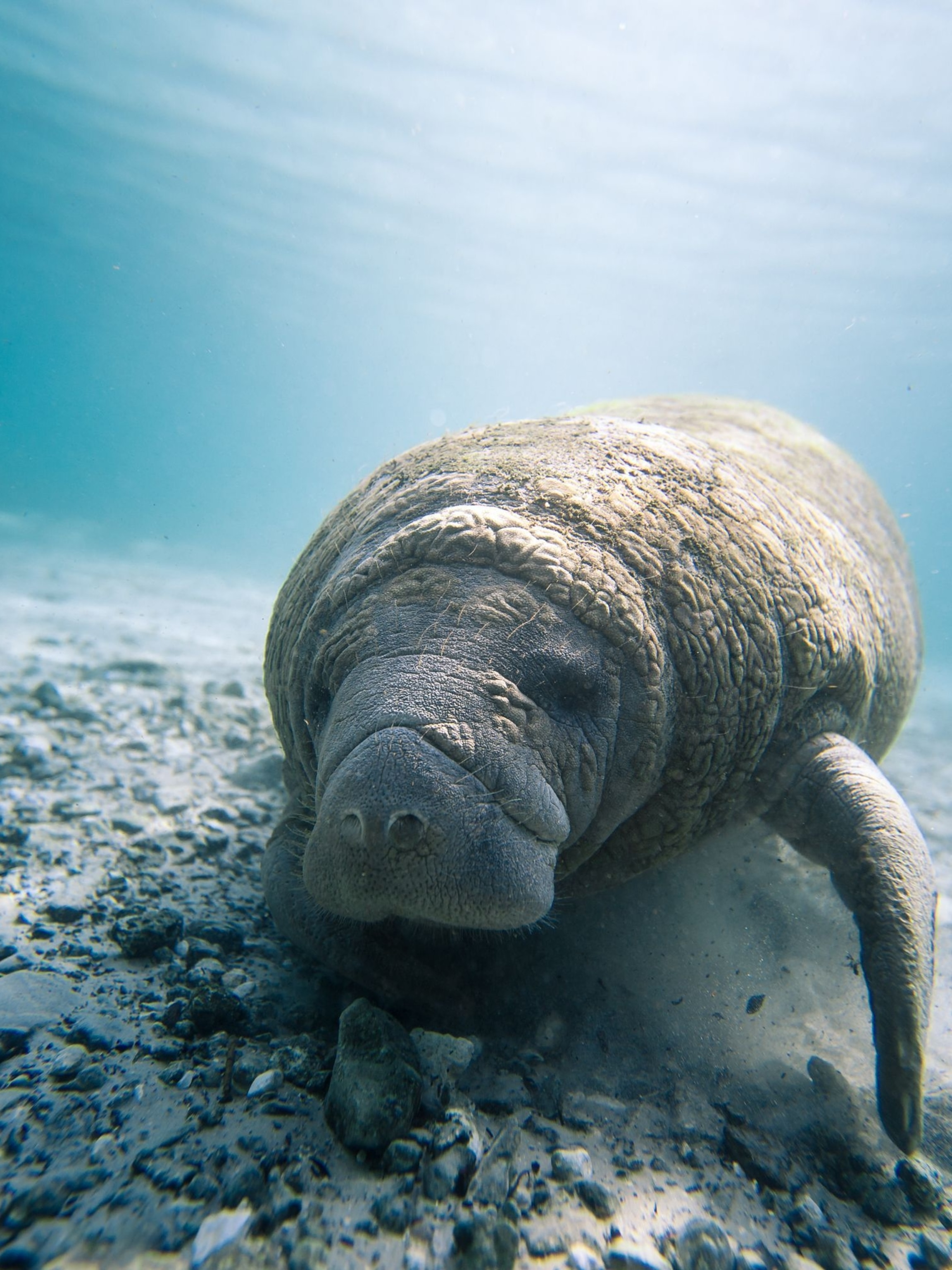 Manatee Wallpapers