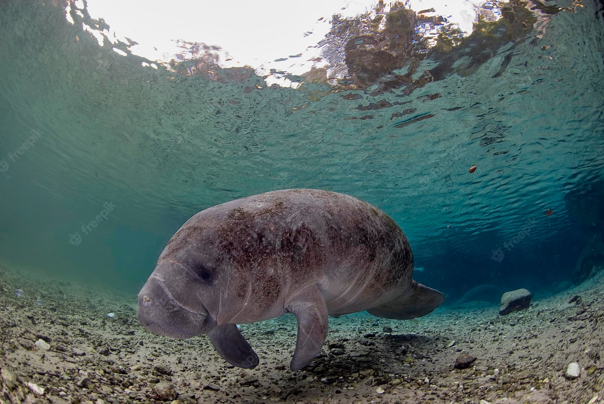 Manatee Wallpapers