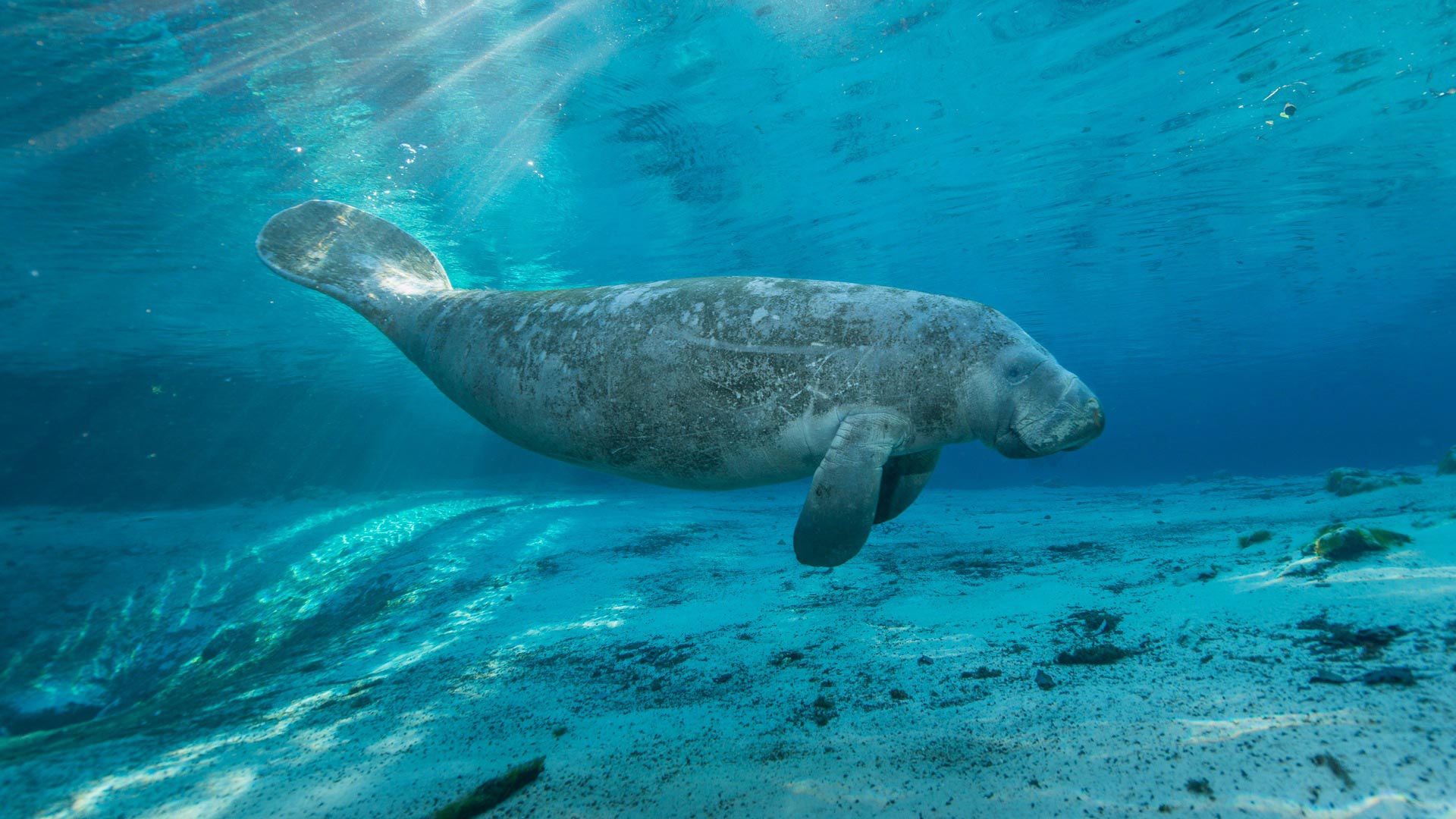 Manatee Wallpapers