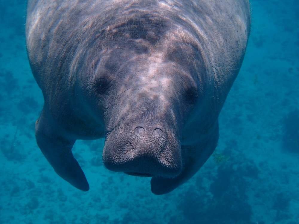 Manatee Wallpapers