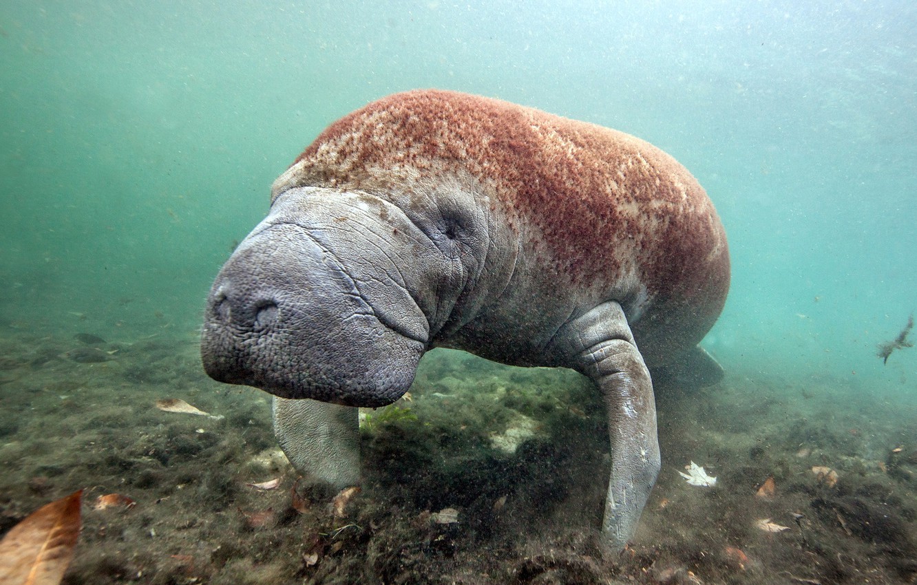 Manatee Wallpapers