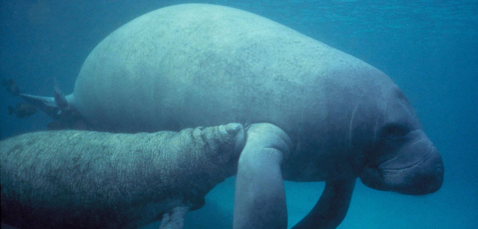 Manatee Wallpapers