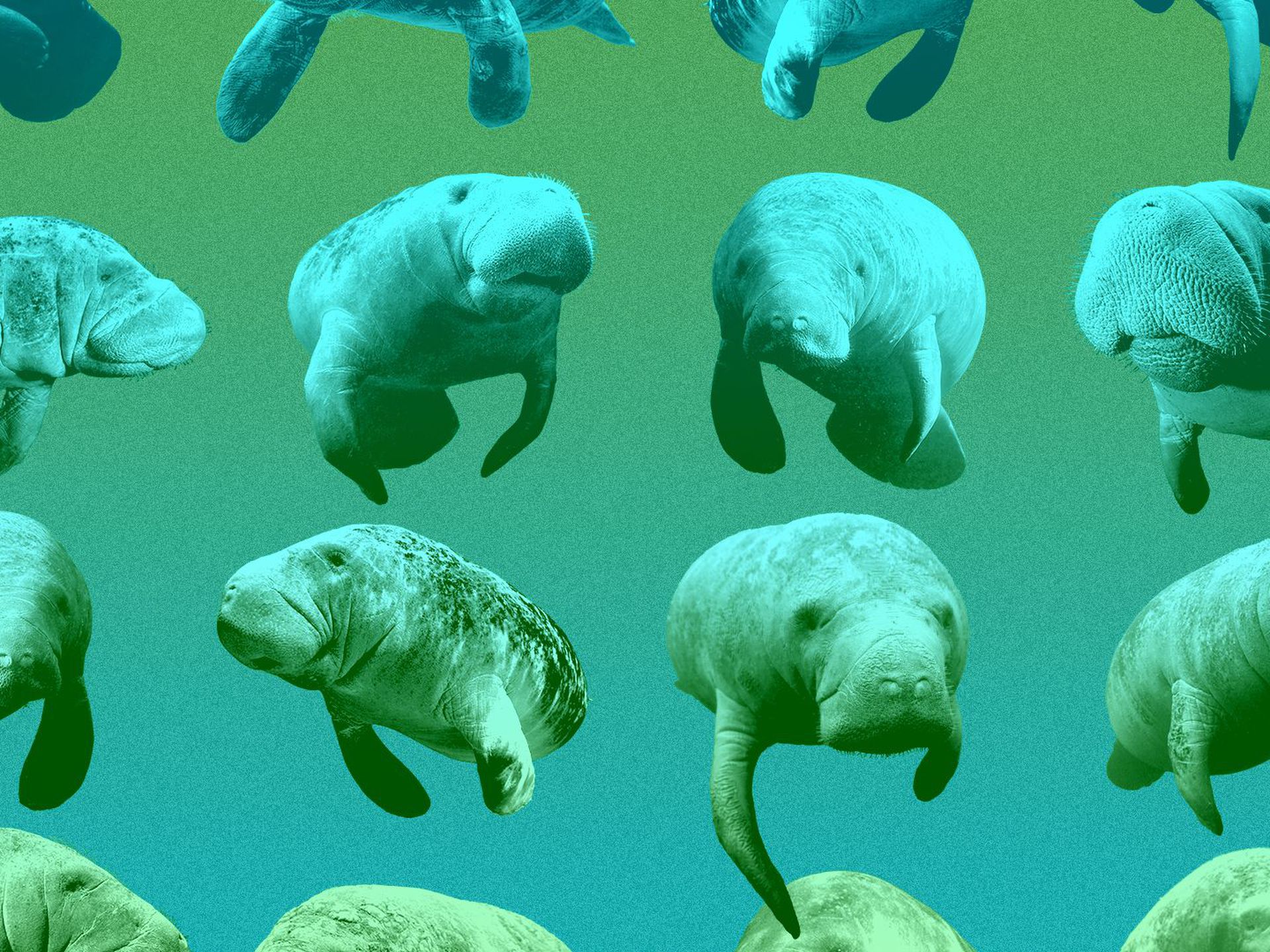 Manatee Wallpapers