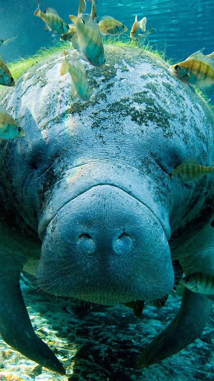 Manatee Wallpapers