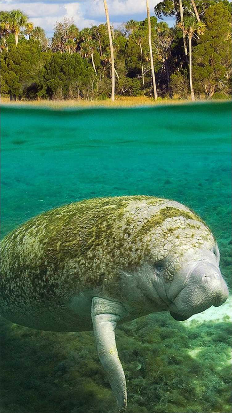 Manatee Wallpapers