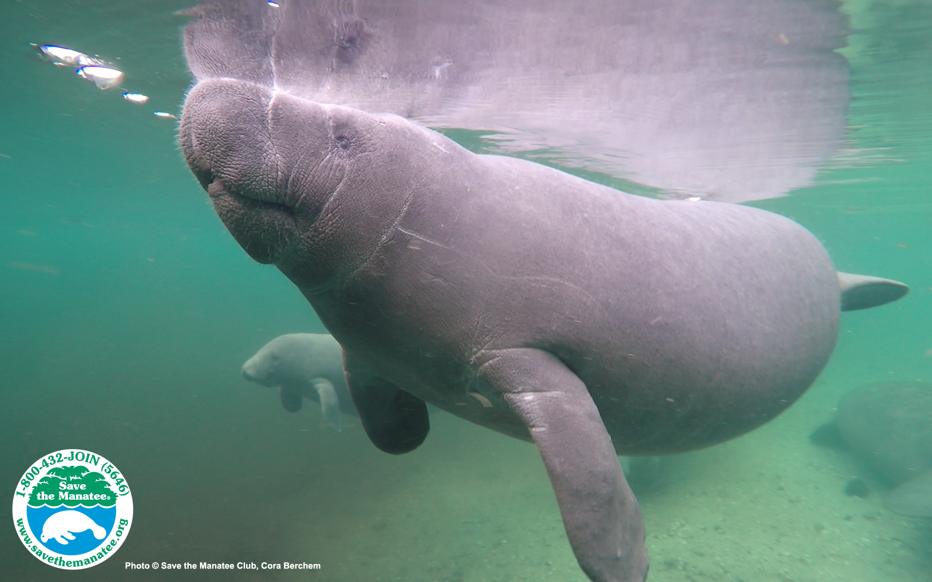 Manatee Wallpapers