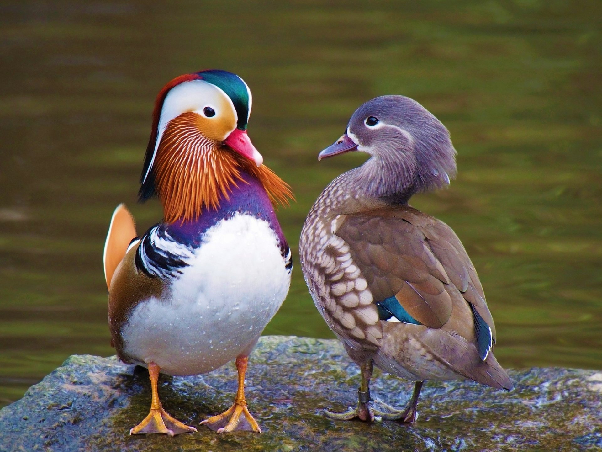 Mandarin Duck Wallpapers