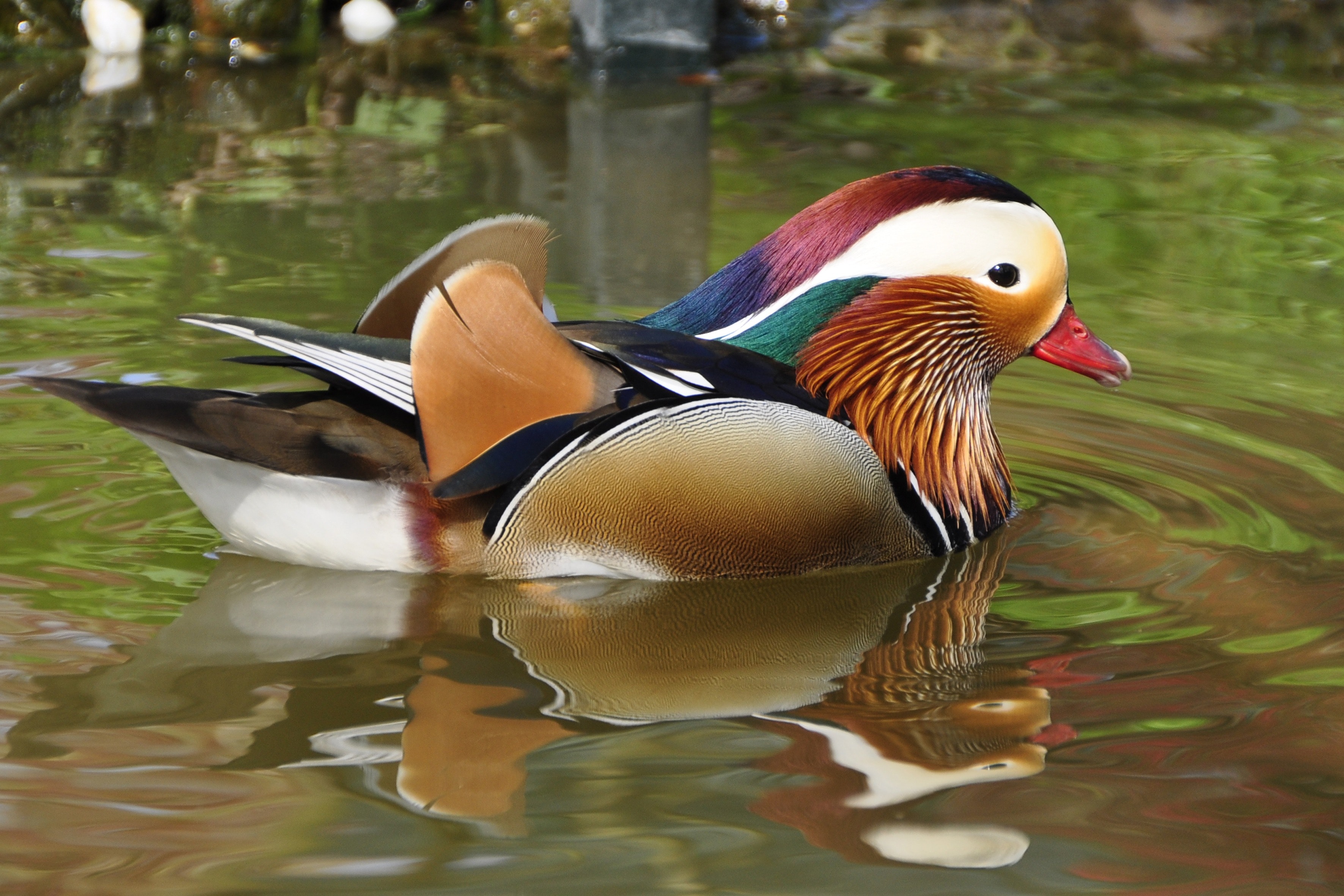 Mandarin Duck Wallpapers