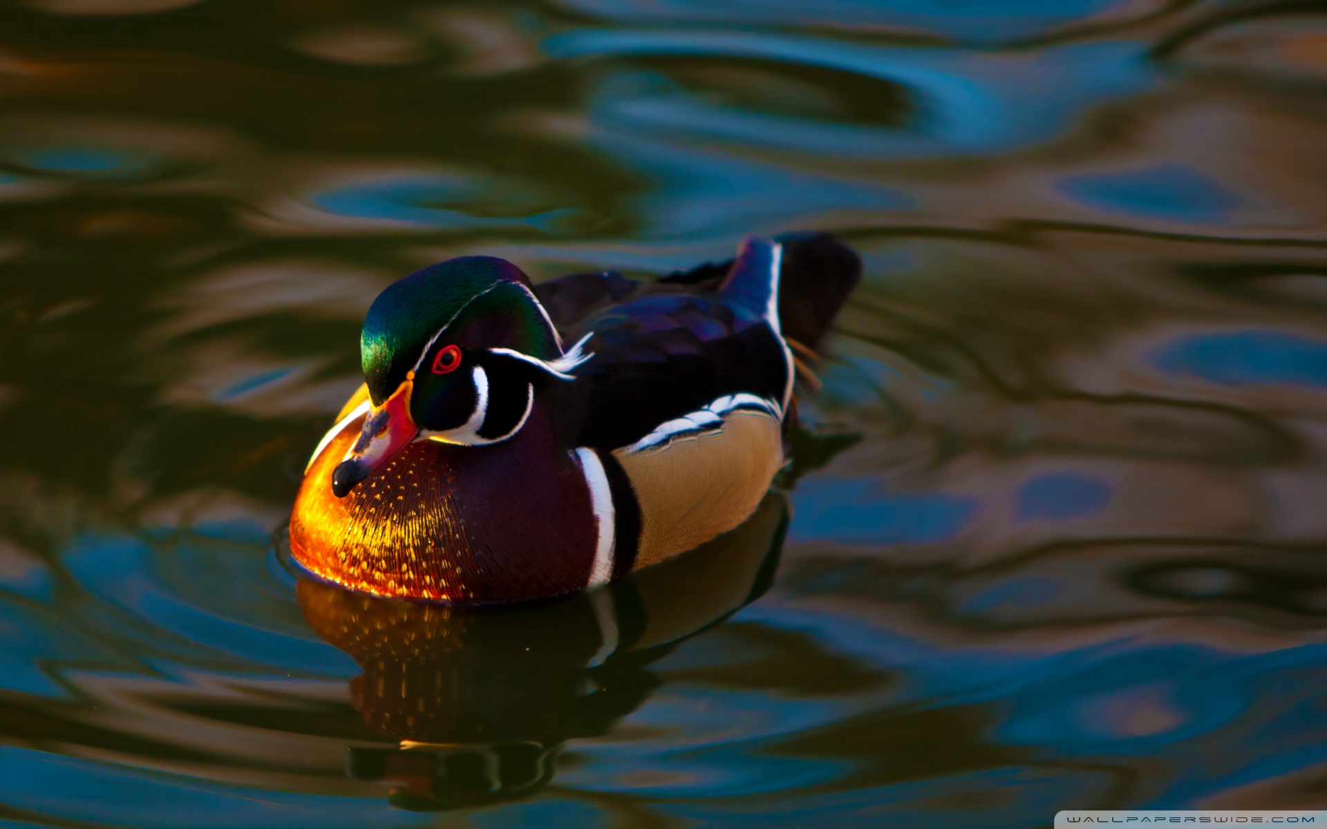 Mandarin Duck Wallpapers