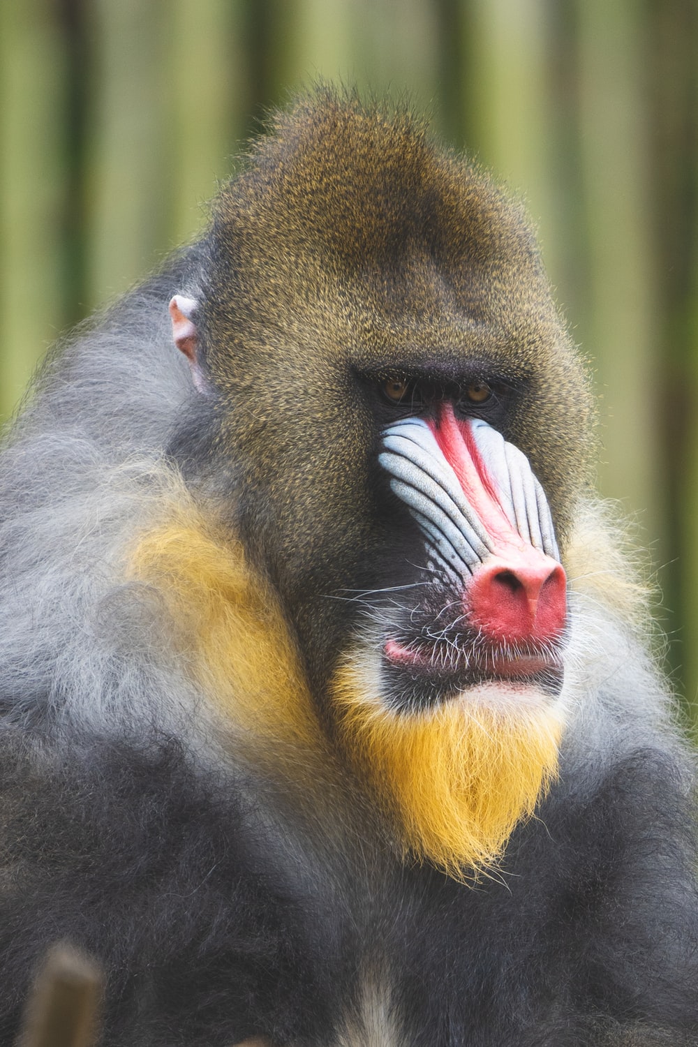 Mandrill Wallpapers