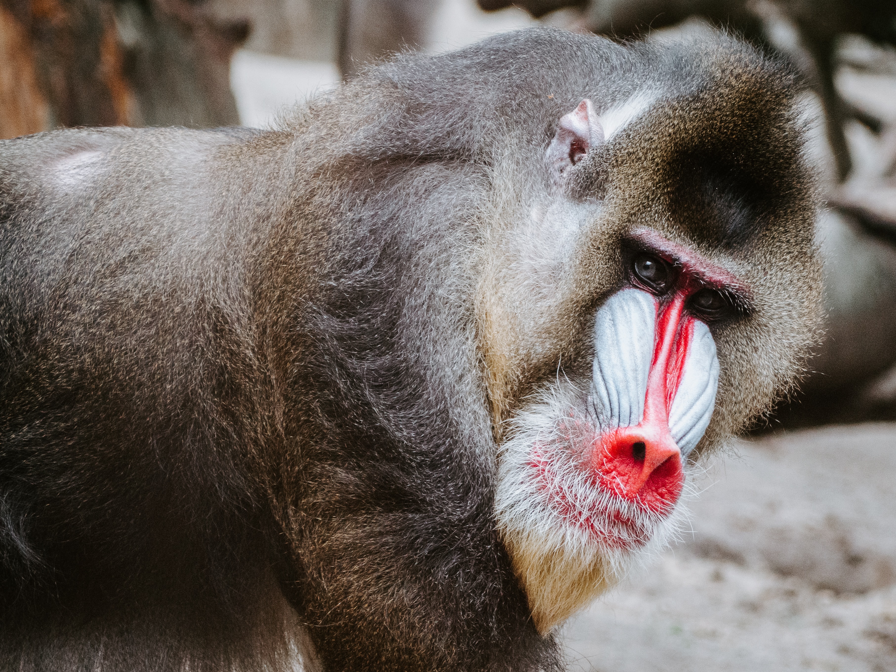 Mandrill Wallpapers