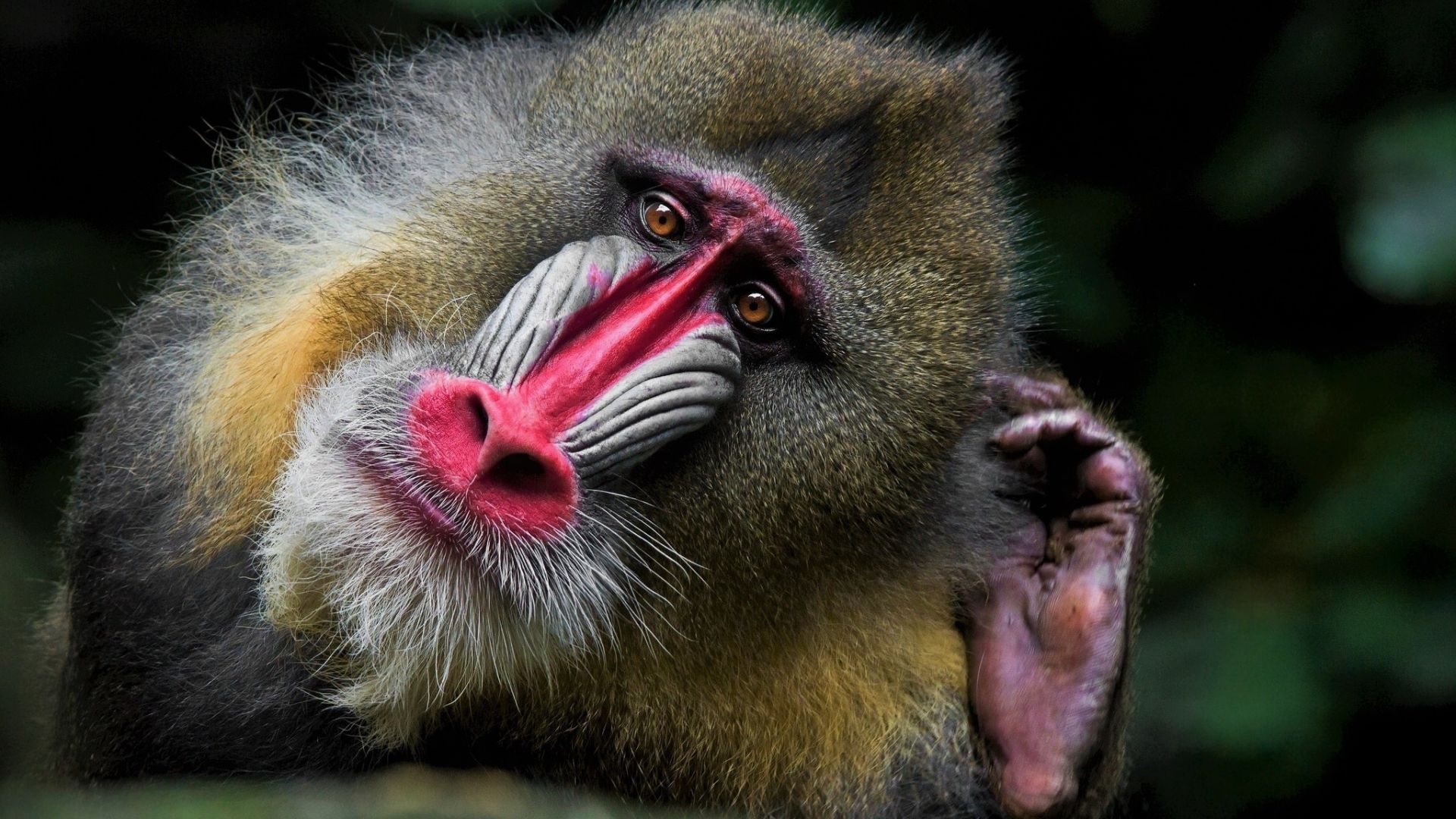 Mandrill Wallpapers