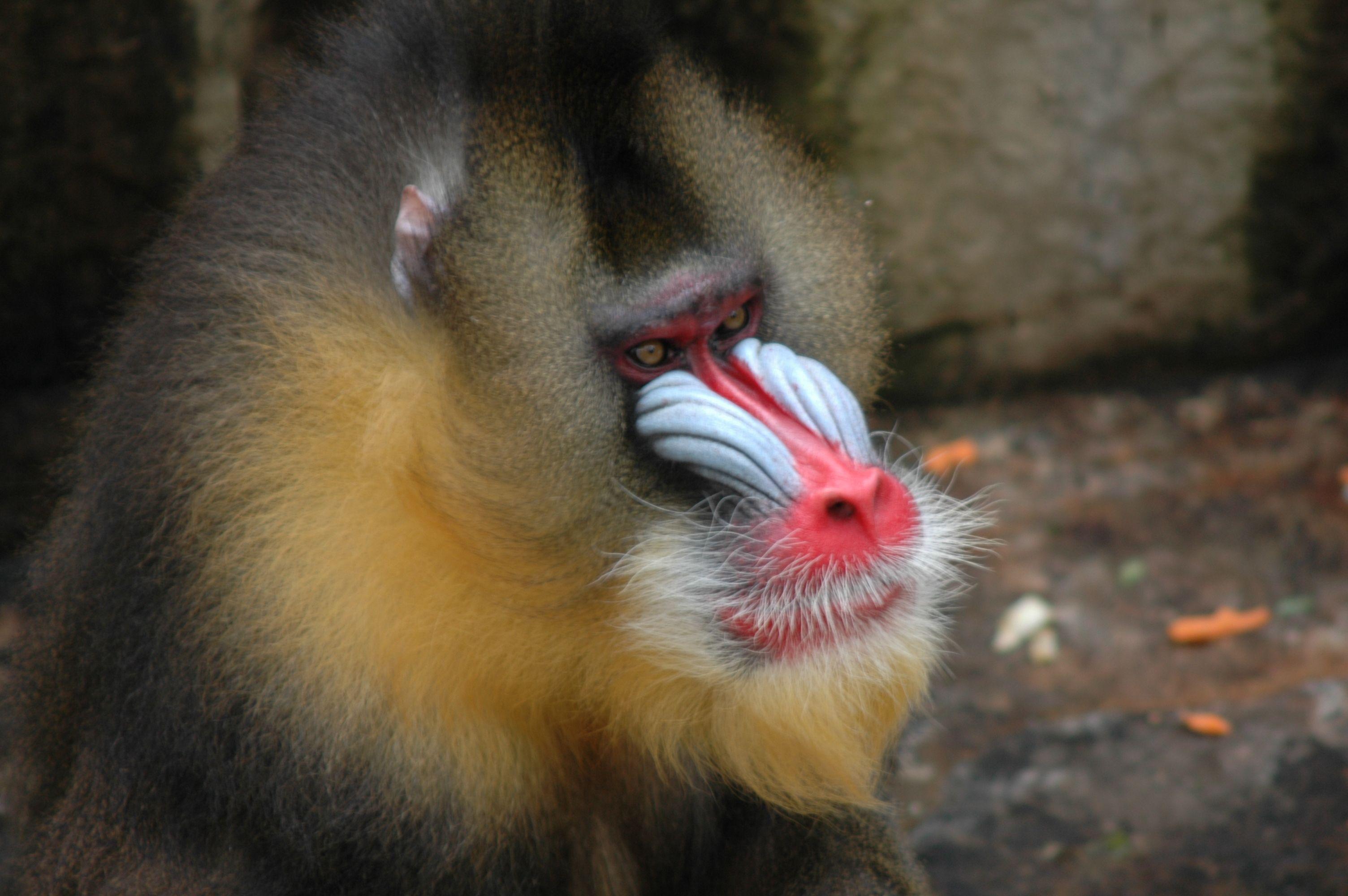 Mandrill Wallpapers