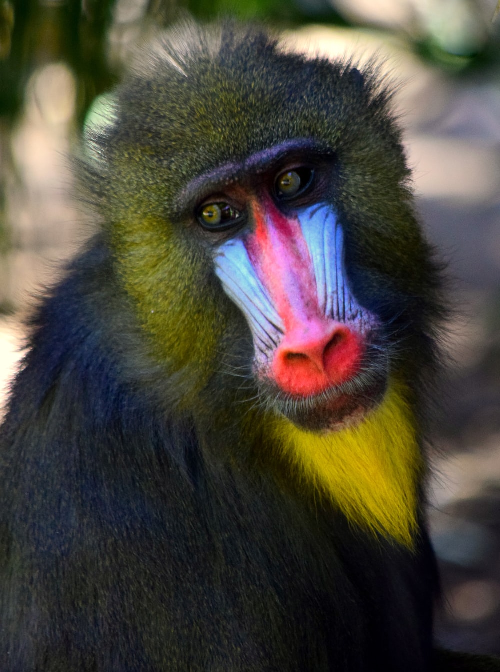 Mandrill Wallpapers