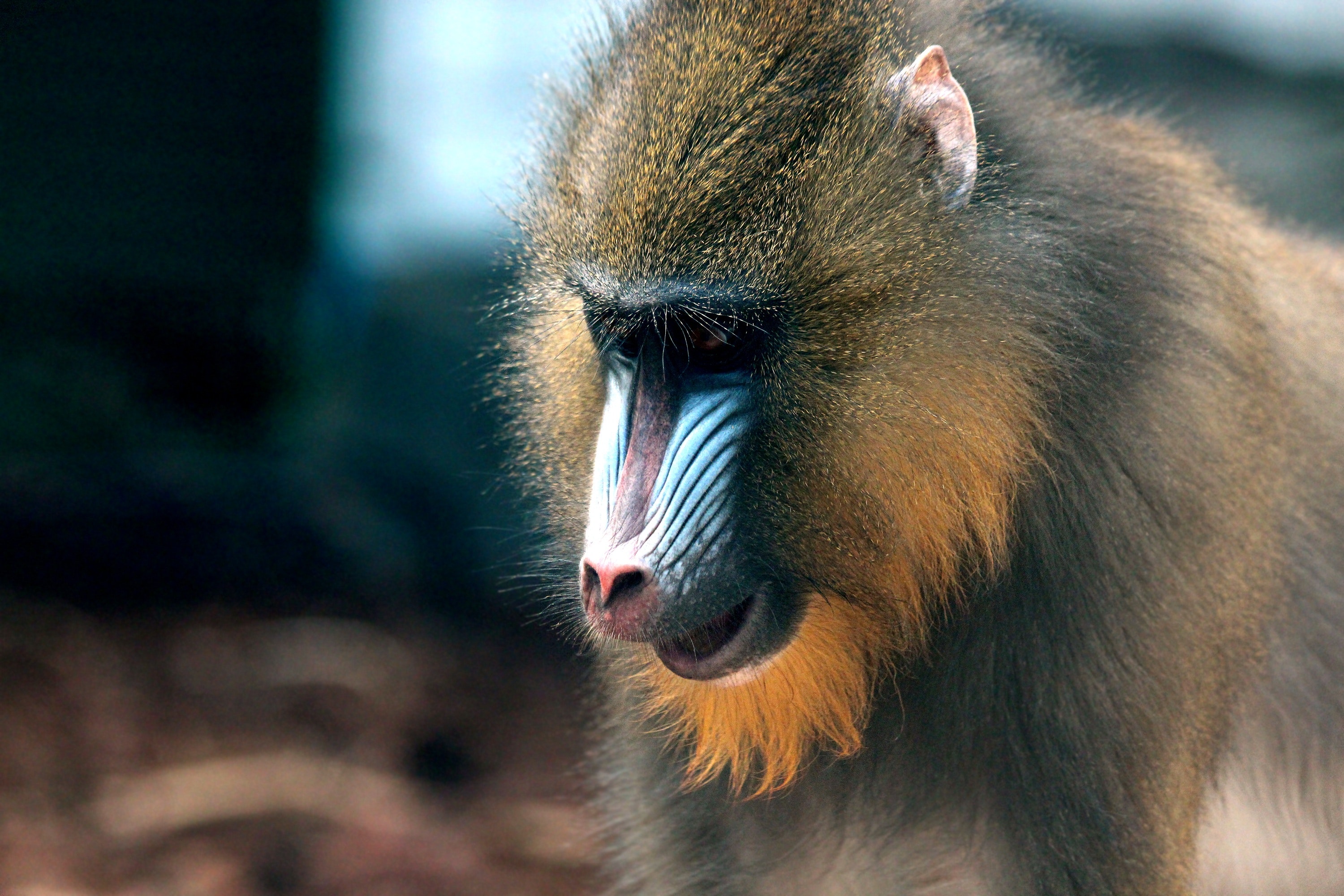 Mandrill Wallpapers